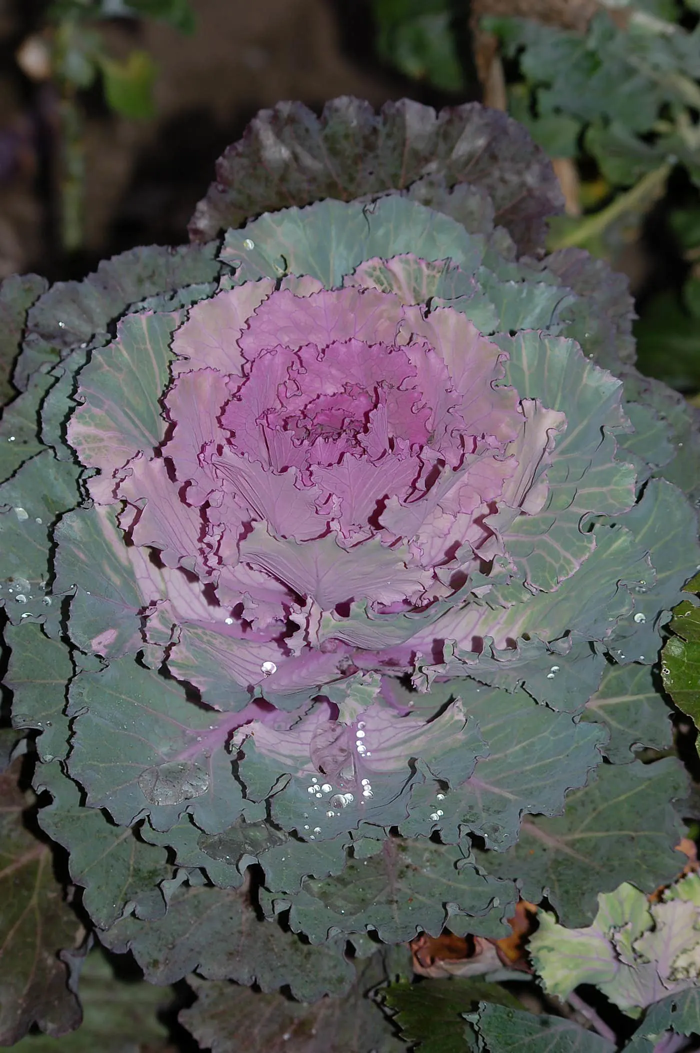 Flowering Cabbage (Brassica Oleracea ''Flowering Cabbage') — periodic removal of older outer leaves is recommended to maintain its lush and compact, image 33