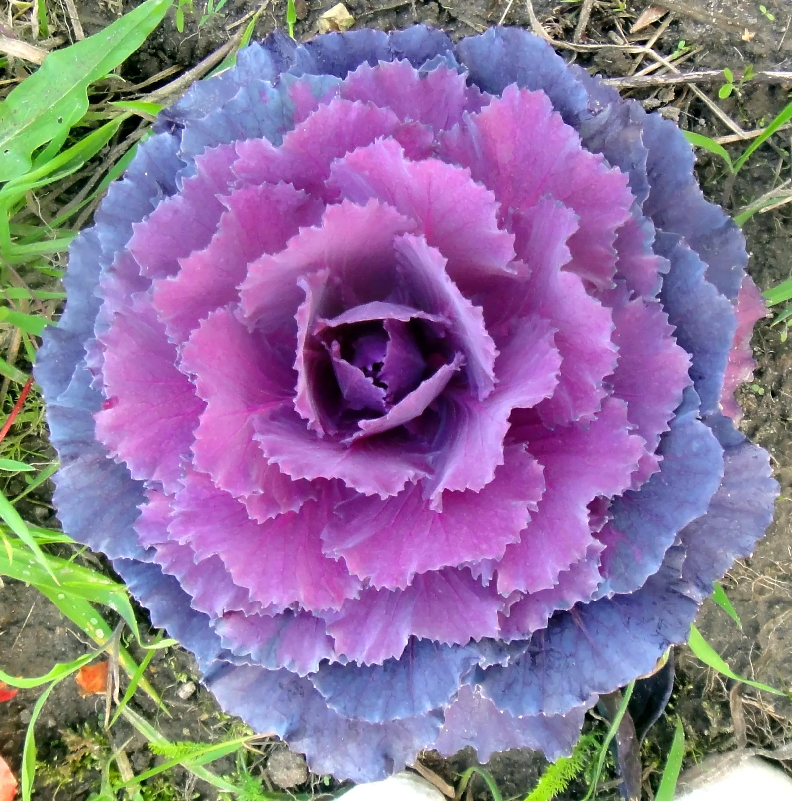 Flowering Cabbage (Brassica Oleracea ''Flowering Cabbage') — this variety typically does not form a head but rather sprouts broad