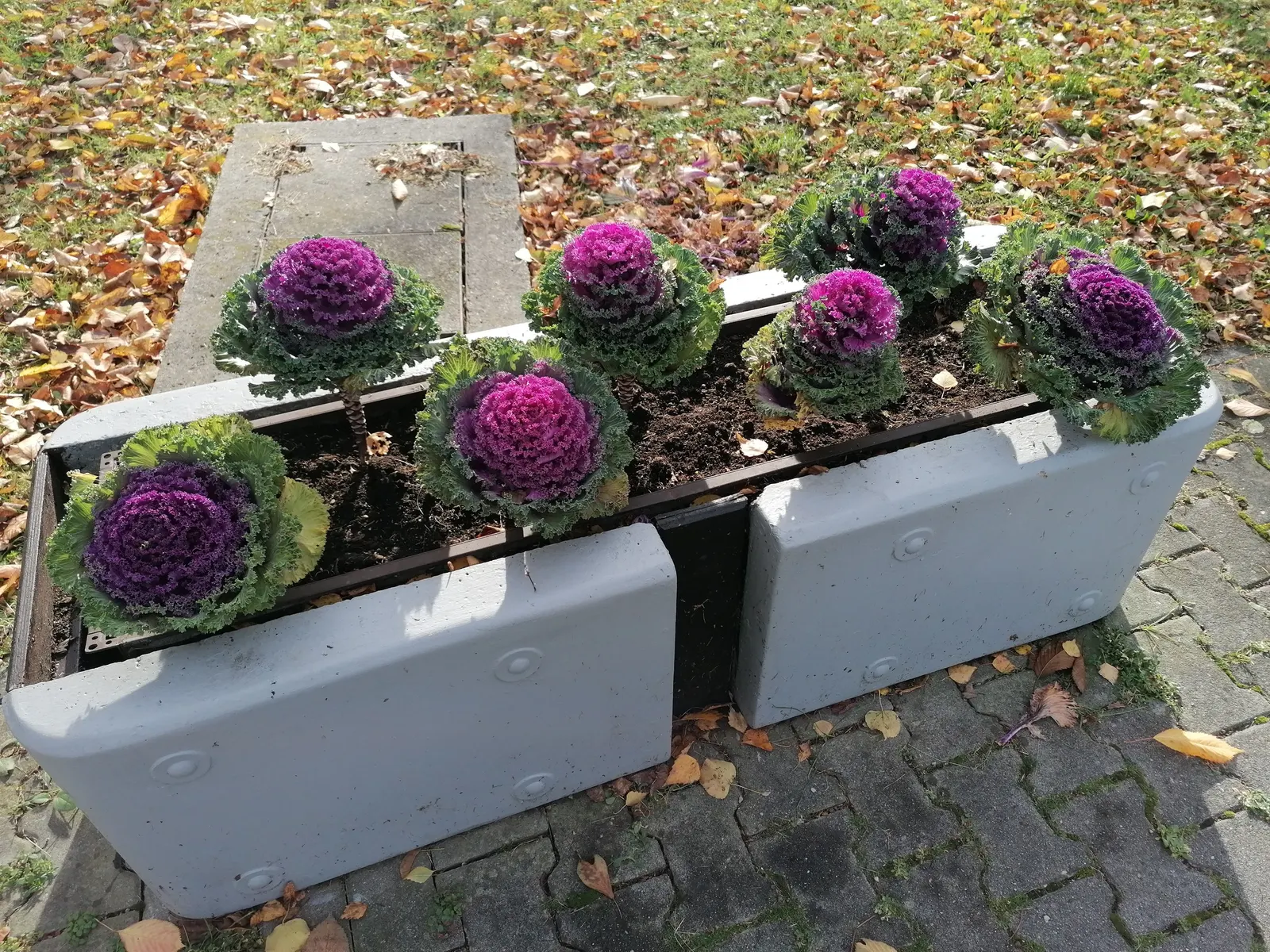 Flowering Cabbage (Brassica Oleracea ''Flowering Cabbage') — but for optimum appearance
