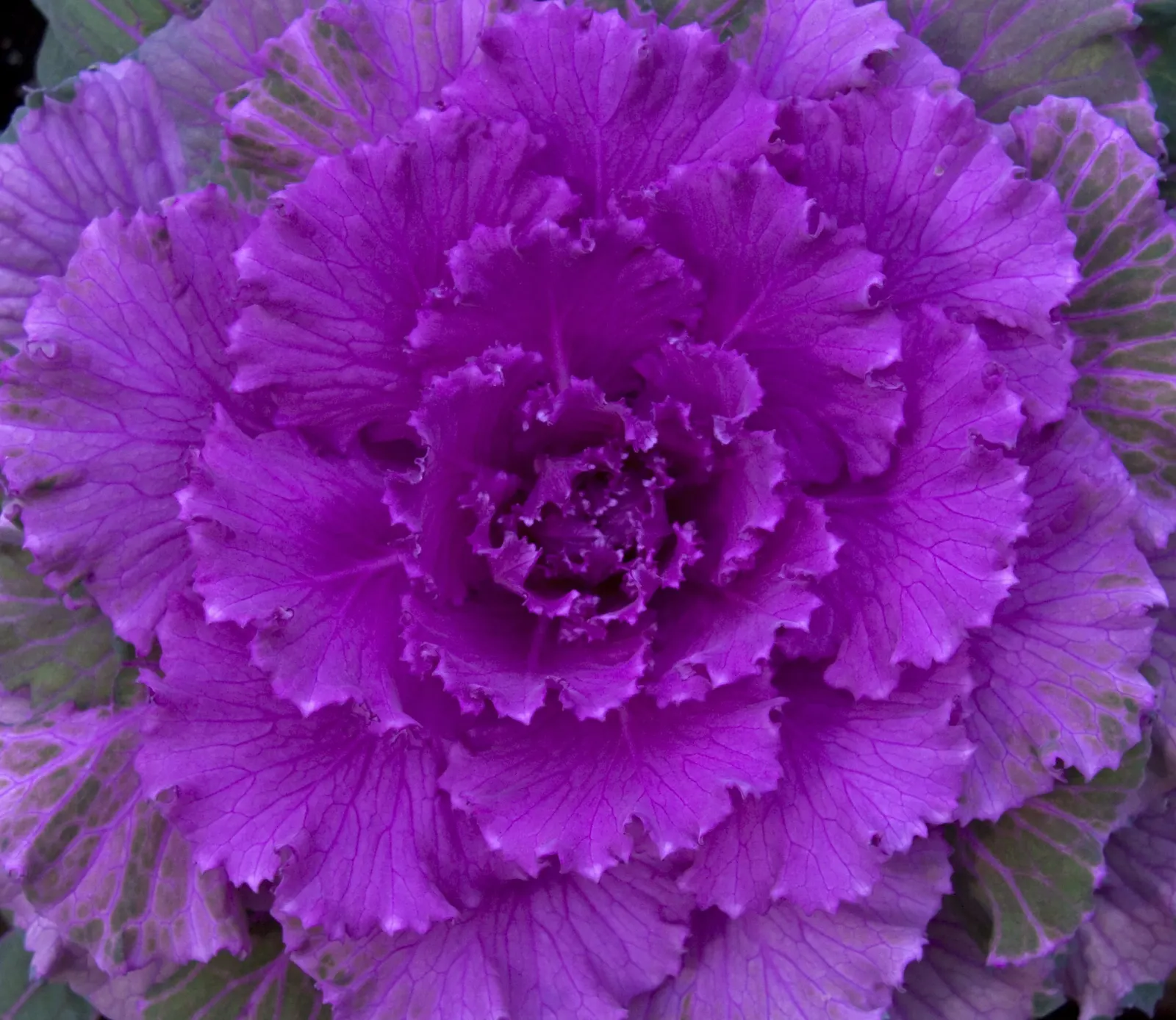 Flowering Cabbage (Brassica Oleracea ''Flowering Cabbage') — is not only a feast for the eyes but also a robust addition to any landscape design, image 96