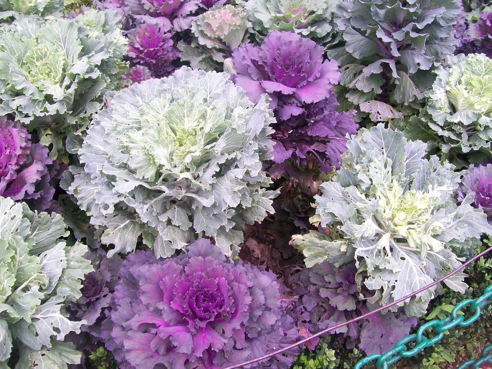 Flowering Cabbage (Brassica Oleracea ''Flowering Cabbage') — and flat leaves that can span up to 12-18 inches in width; as it can enhance its coloration in