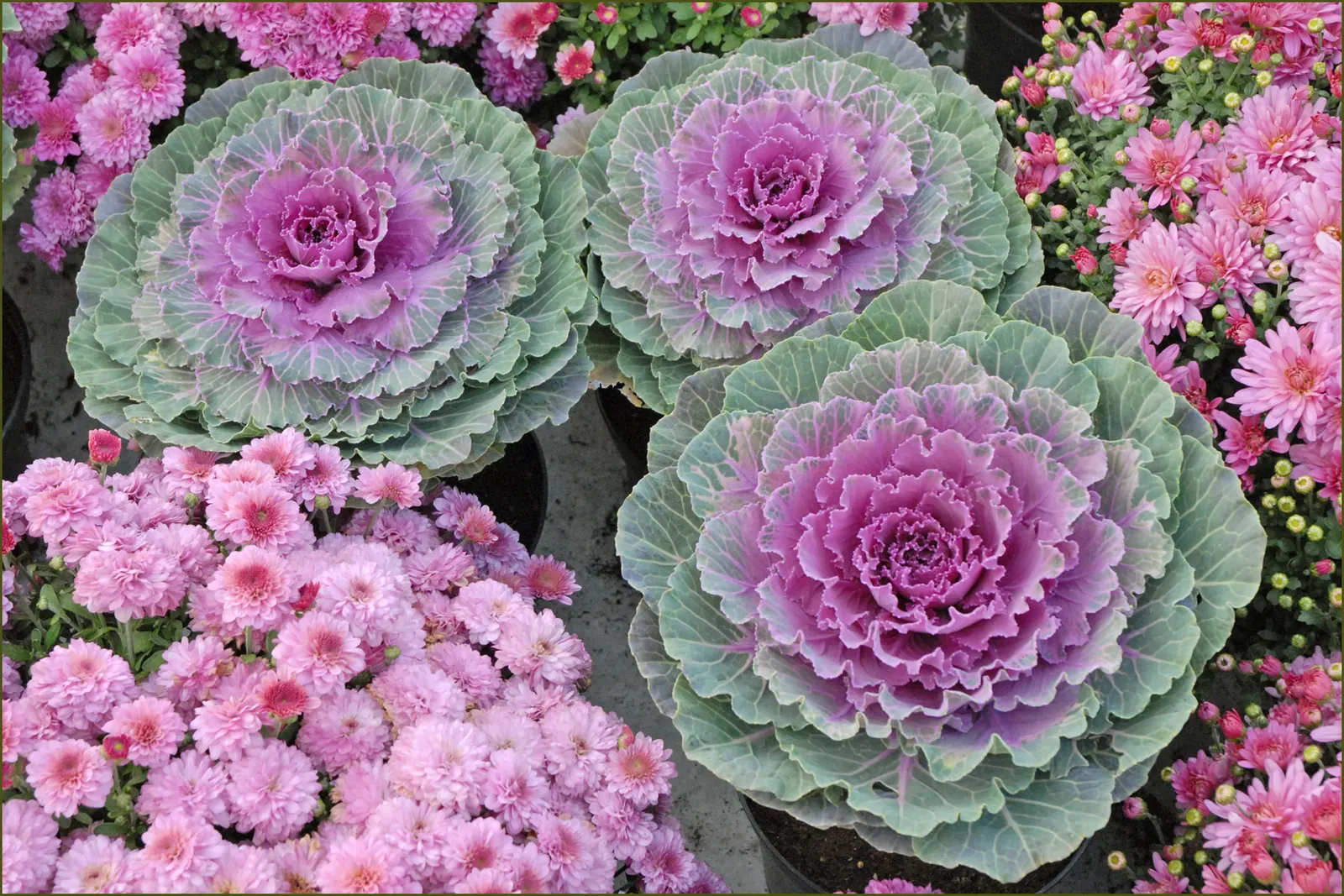 Flowering Cabbage (Brassica Oleracea ''Flowering Cabbage') — The Brassica oleracea 'Flowering Cabbage'; rosette-forming leaves which boldly, image 58