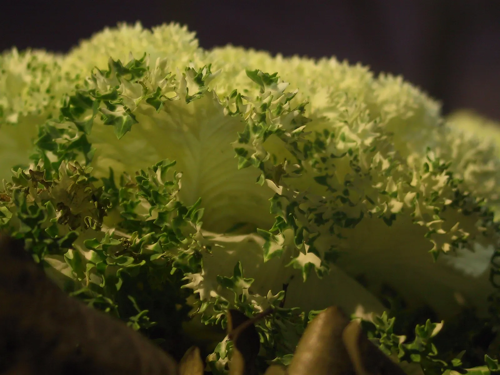 Flowering Cabbage (Brassica Oleracea ''Flowering Cabbage') — is not only a feast for the eyes but also a robust addition to any landscape design, image 42