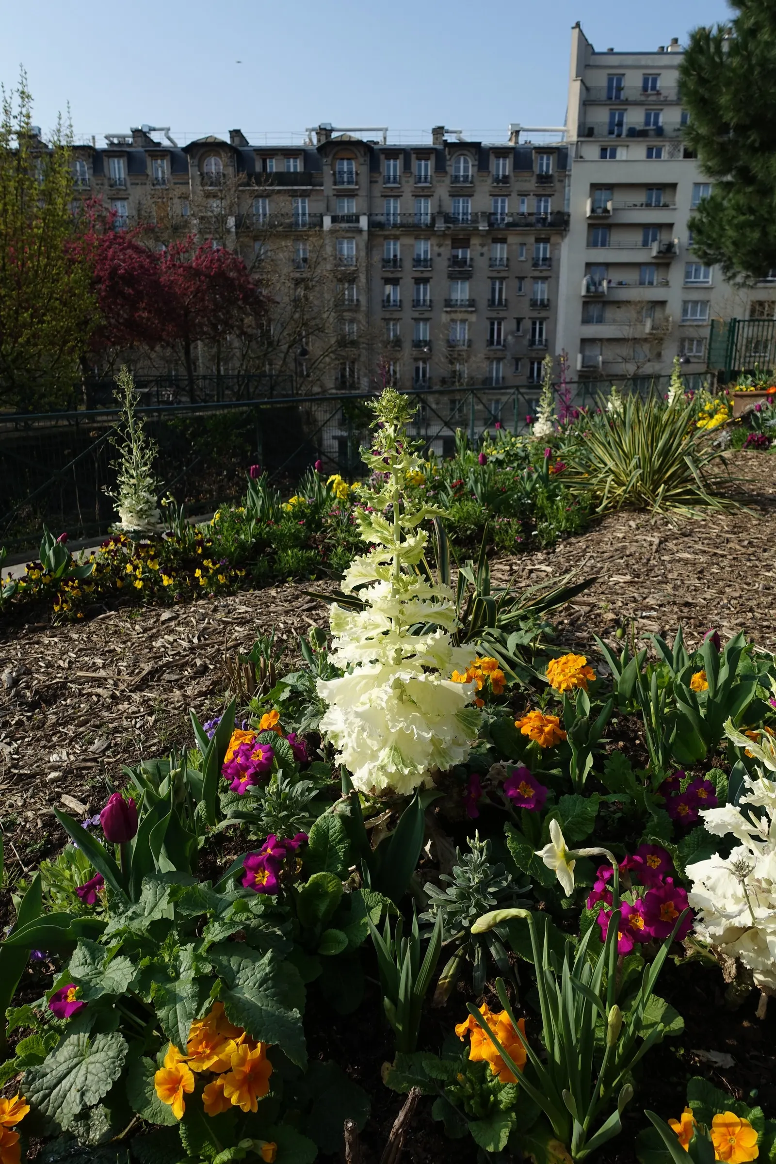 Flowering Cabbage (Brassica Oleracea ''Flowering Cabbage') — it's essential to ensure ample space for growth; this hardy biennial thrives in full, image 88