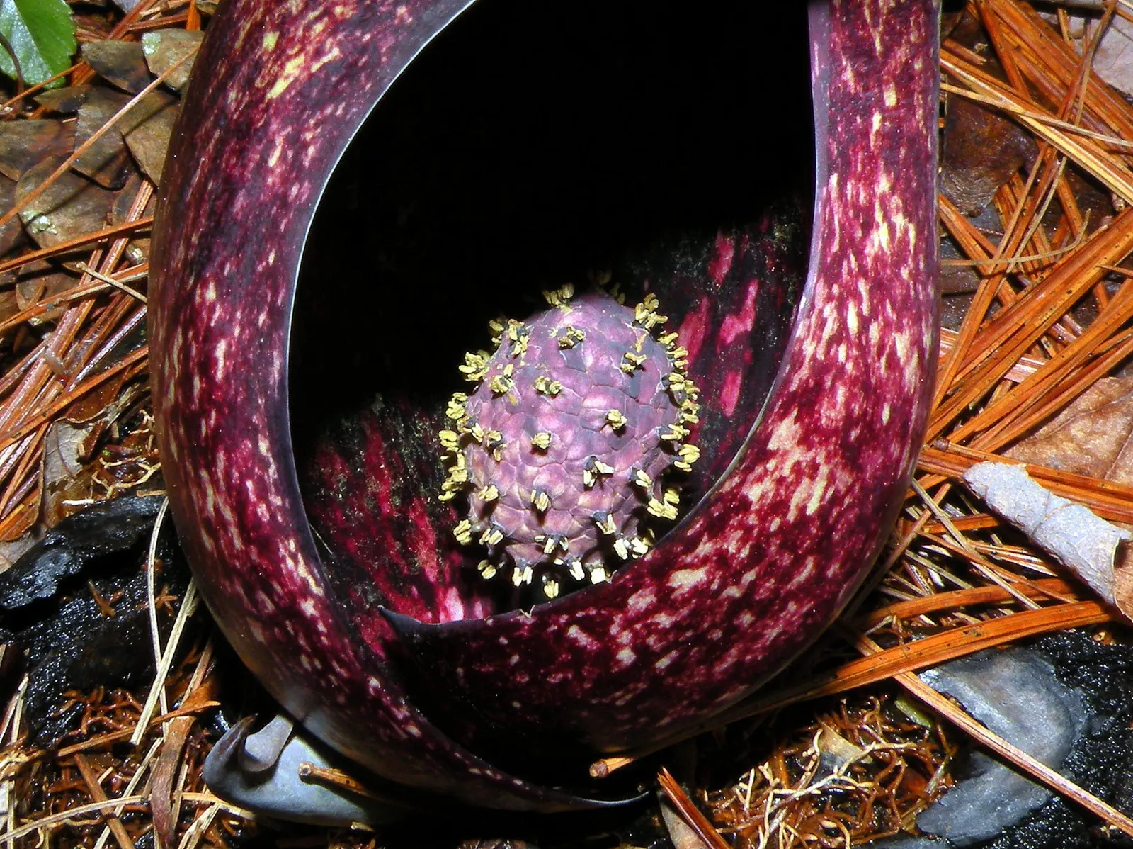 Flowering Cabbage (Brassica Oleracea ''Flowering Cabbage') — Plant in well-draining soil and space 12-18 inches apart for a full, vibrant ground, image 57