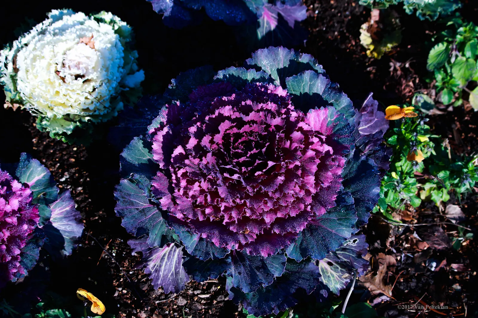 Flowering Cabbage (Brassica Oleracea ''Flowering Cabbage') — Plant in well-draining soil and space 12-18 inches apart for a full, vibrant ground cover or