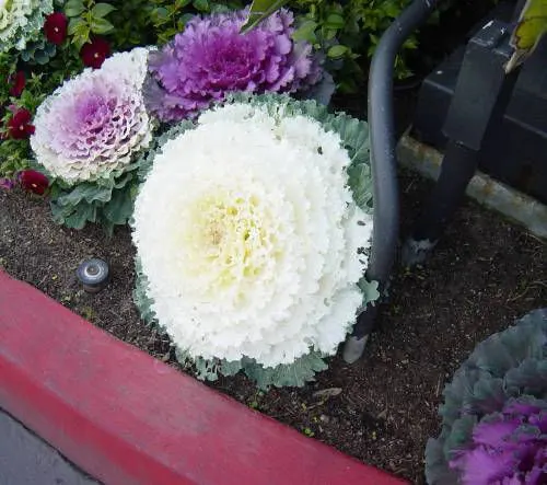 Flowering Cabbage (Brassica Oleracea ''Flowering Cabbage') — periodic removal of older outer leaves is recommended to maintain its lush and compact, image 51