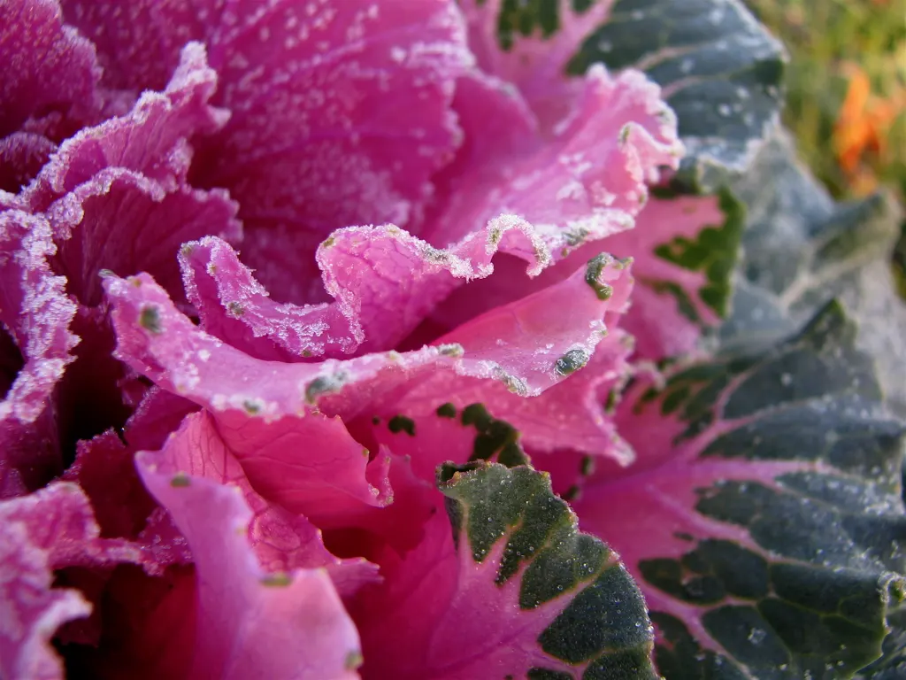 Flowering Cabbage (Brassica Oleracea ''Flowering Cabbage') — often gracing gardens with its ornamental foliage; but for optimum appearance, image 41