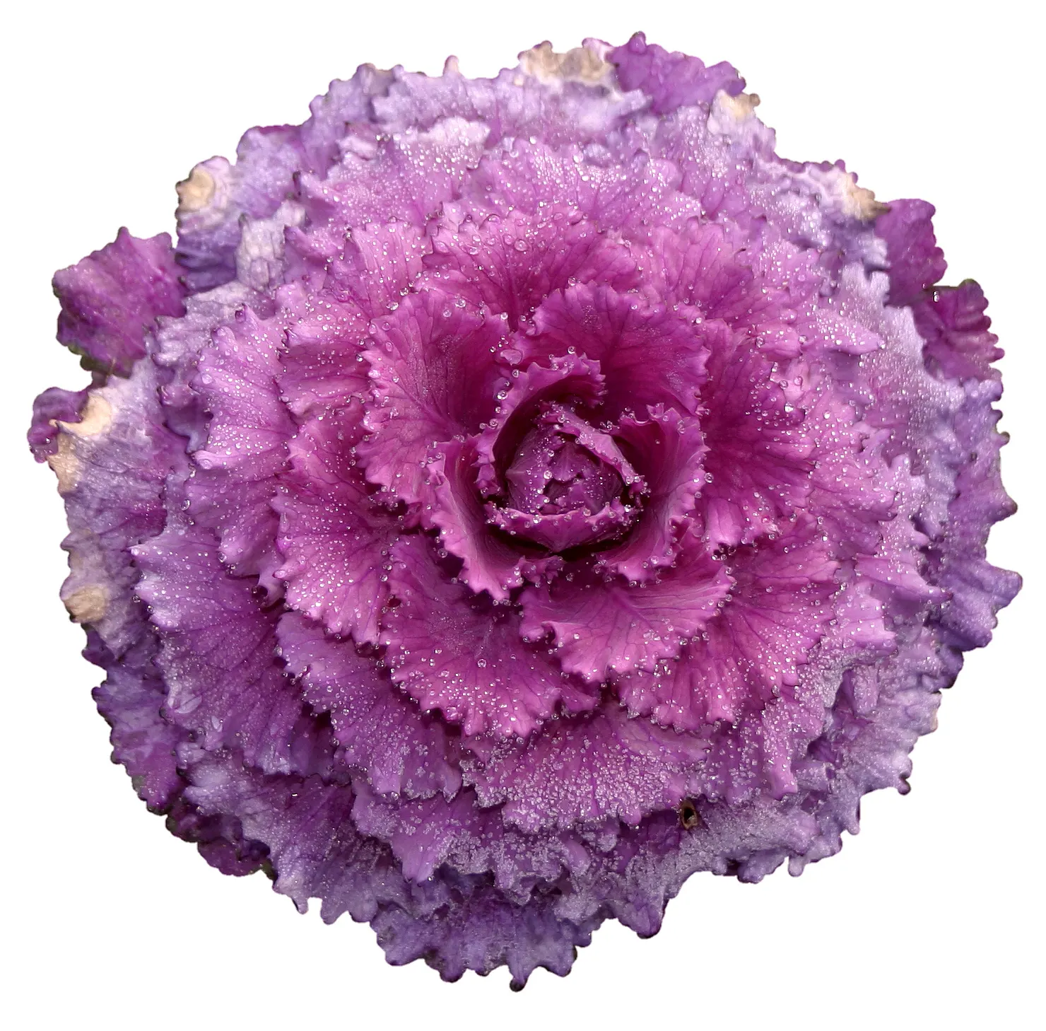 Flowering Cabbage (Brassica Oleracea ''Flowering Cabbage') — flowering cabbage thrives best when planted in the fall; this variety typically does, image 84