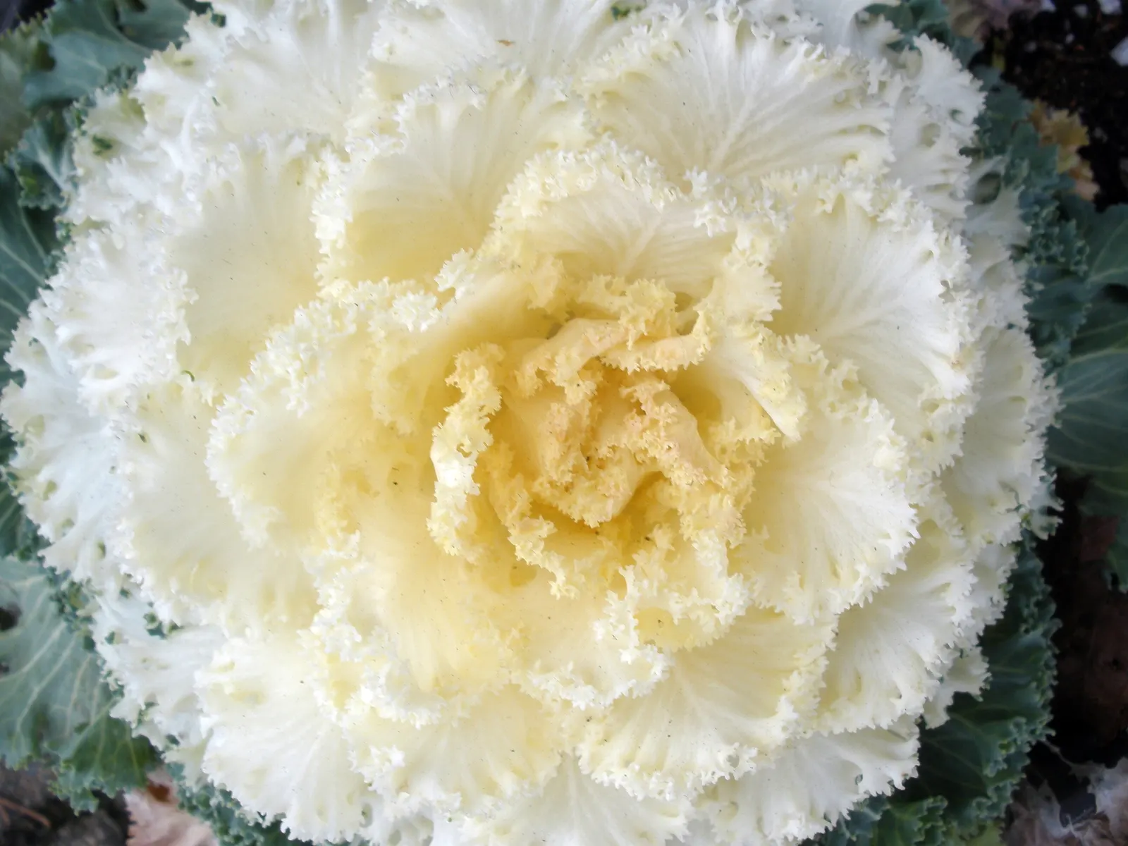 Flowering Cabbage (Brassica Oleracea ''Flowering Cabbage') — The leaf rosettes themselves can grow to a height of approximately 12-15 inches; ideal, image 47