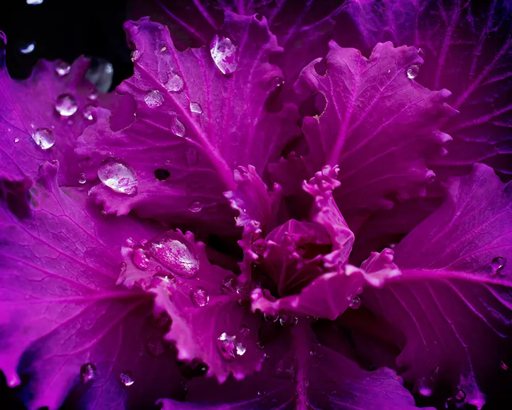 Flowering Cabbage (Brassica Oleracea ''Flowering Cabbage') — The leaf rosettes themselves can grow to a height of approximately 12-15 inches; ideal, image 83