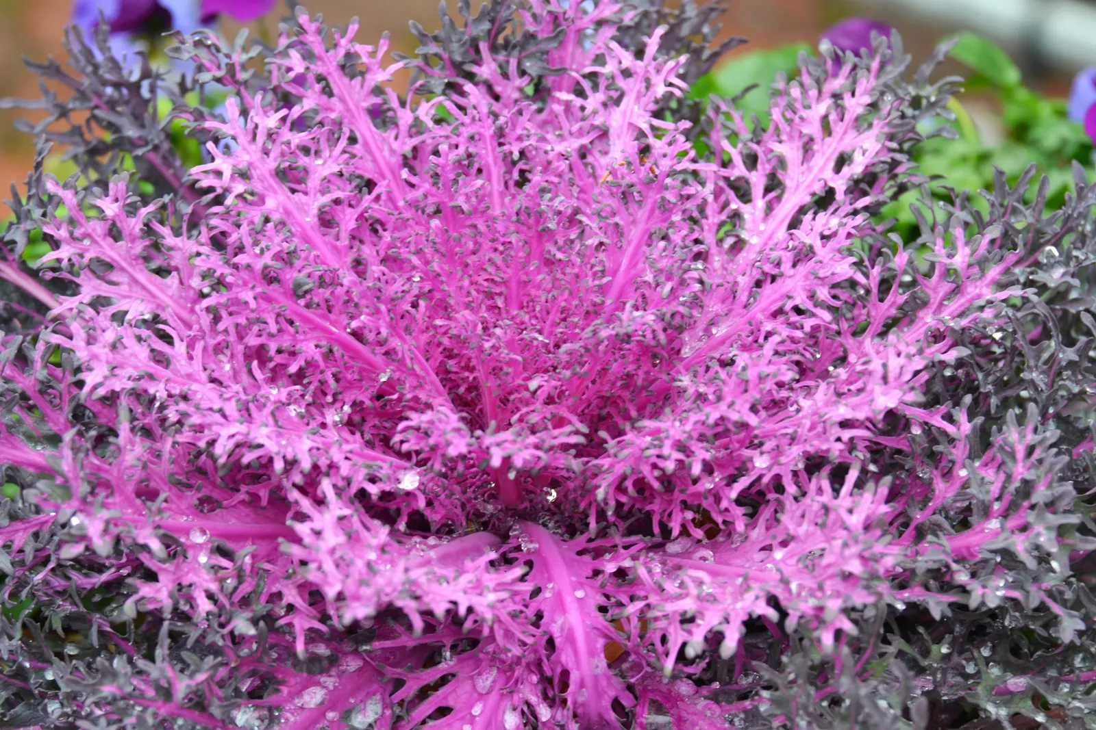 Flowering Cabbage (Brassica Oleracea ''Flowering Cabbage') — often with vibrant green outer leaves.<br><br>As a cultivar of cabbage
