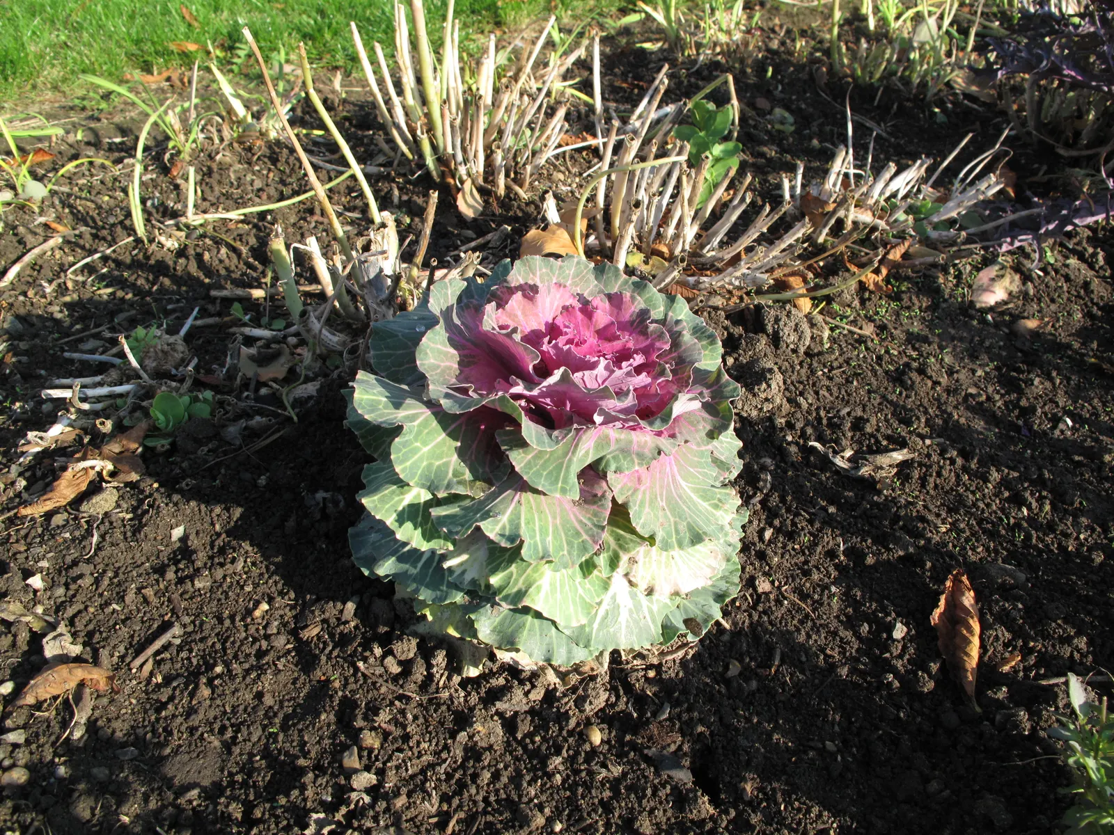 Flowering Cabbage (Brassica Oleracea ''Flowering Cabbage') — this variety typically does not form a head but rather sprouts broad; is not only a feast for the