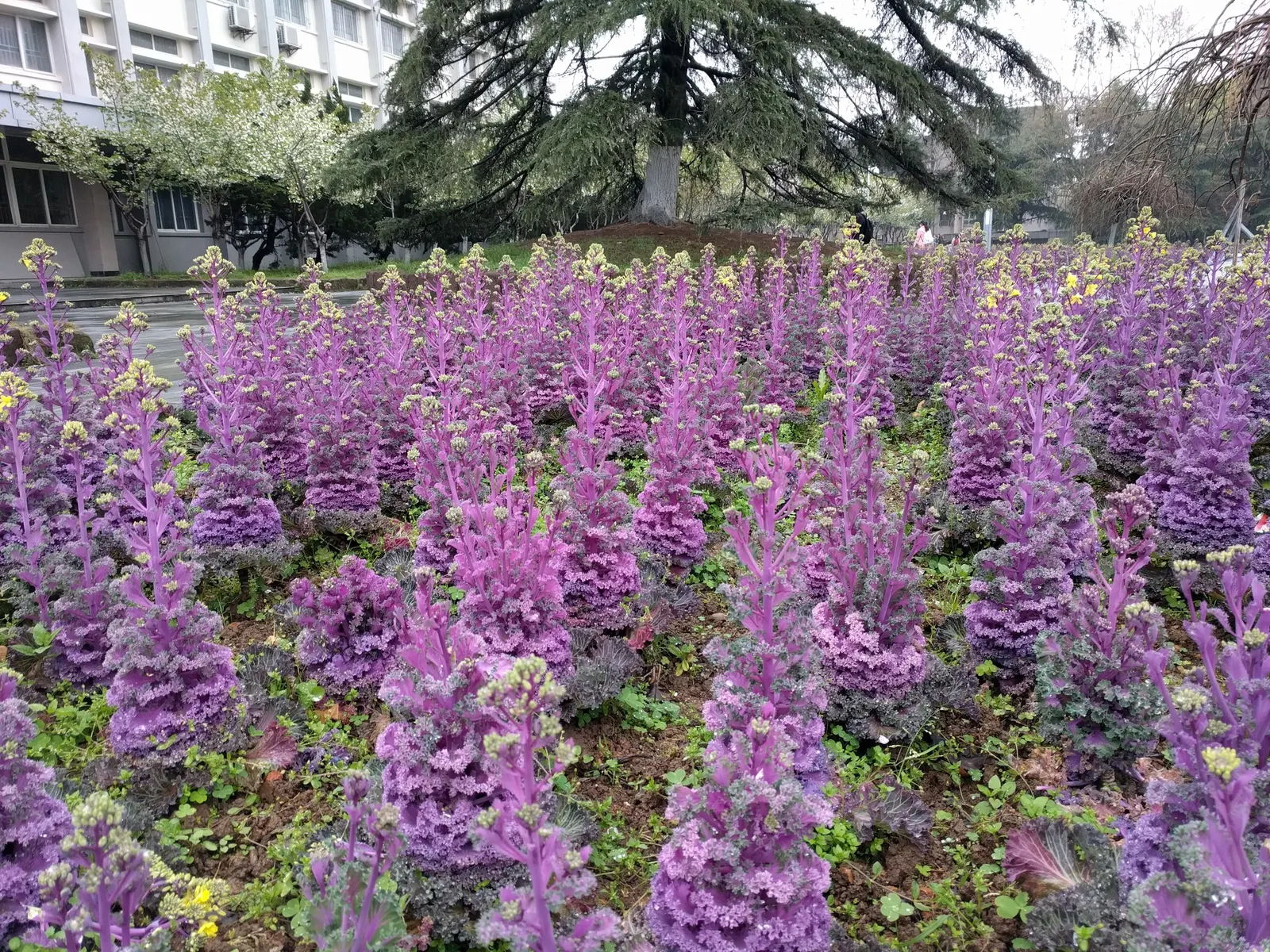 Flowering Cabbage (Brassica Oleracea ''Flowering Cabbage') — is not only a feast for the eyes but also a robust addition to any landscape design, image 114