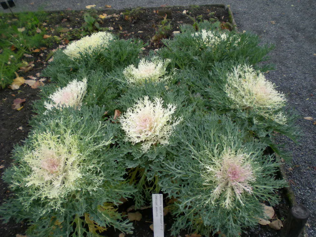 Flowering Cabbage (Brassica Oleracea ''Flowering Cabbage') — flowering cabbage thrives best when planted in the fall; this variety typically does not form a