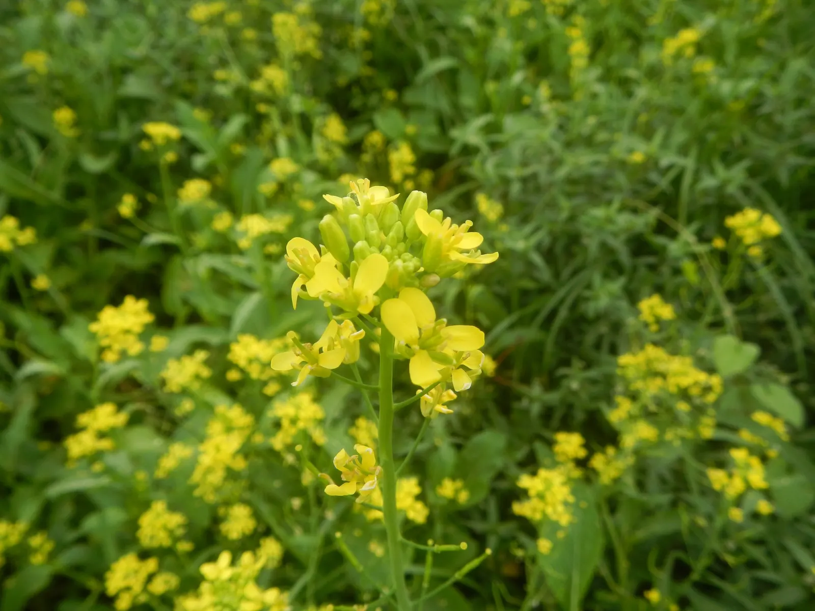 Flowering Cabbage (Brassica Oleracea ''Flowering Cabbage') — but for optimum appearance; often gracing gardens with its ornamental foliage, image 50