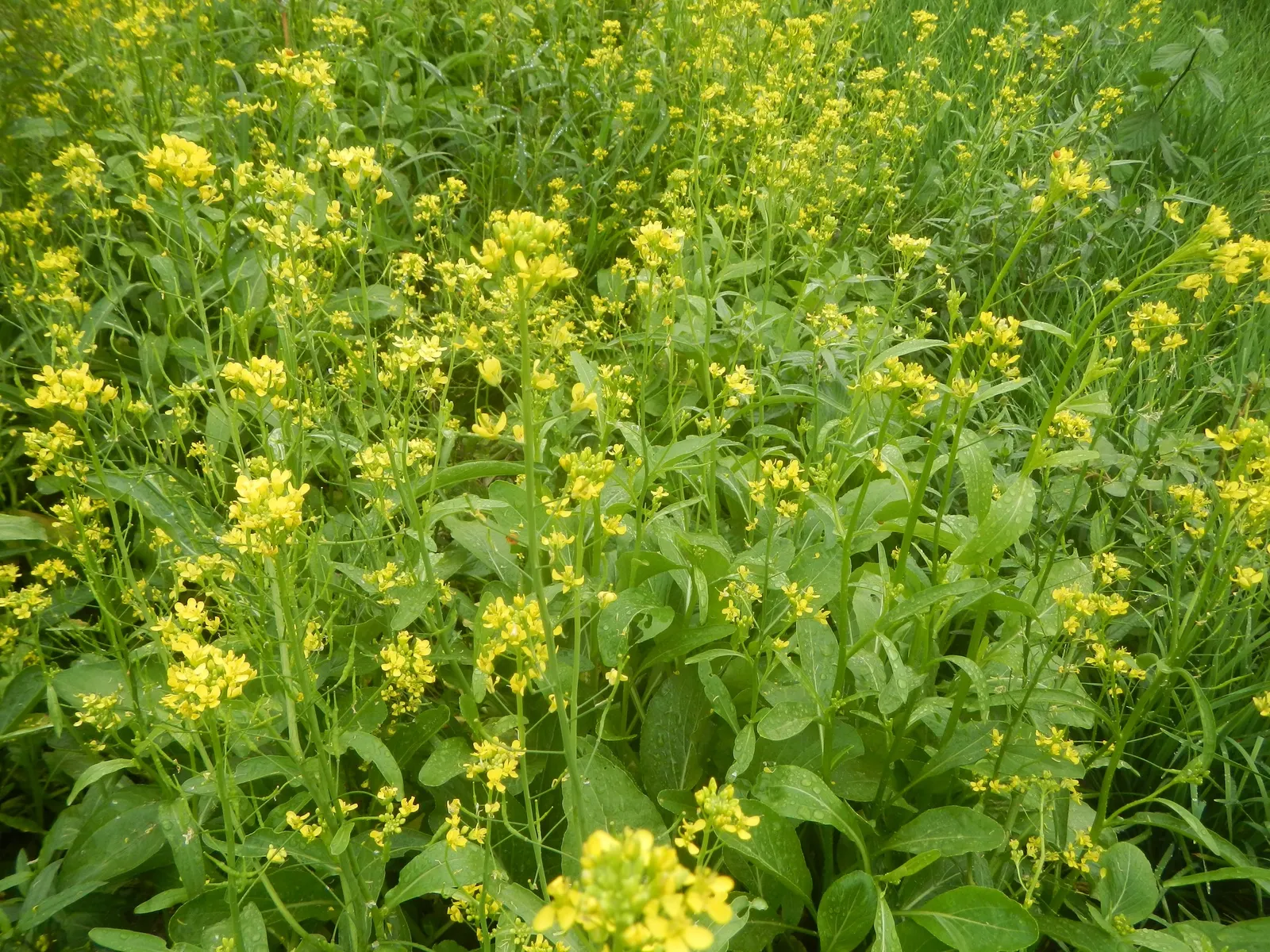 Flowering Cabbage (Brassica Oleracea ''Flowering Cabbage') — as it can enhance its coloration in response to light frosts; it's essential to ensure, image 121
