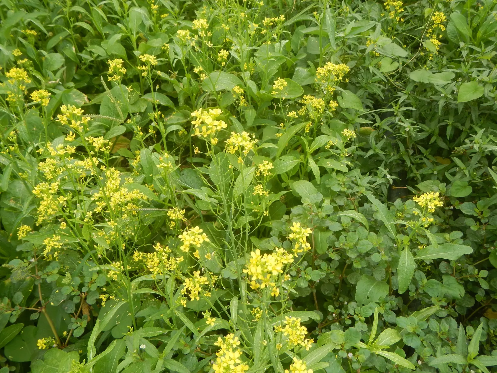 Flowering Cabbage (Brassica Oleracea ''Flowering Cabbage') — This hardy biennial thrives in full to partial sunlight and reaches up to 12-18 inches, image 91