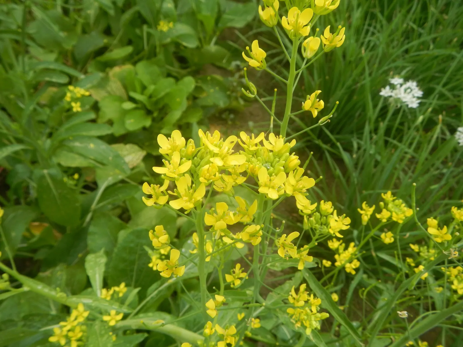 Flowering Cabbage (Brassica Oleracea ''Flowering Cabbage') — this variety typically does not form a head but rather sprouts broad; is not only a, image 63