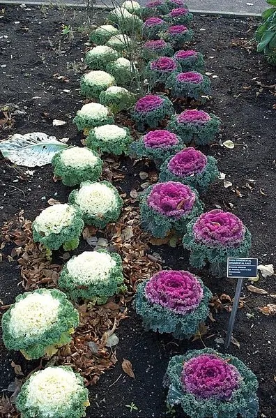 Flowering Cabbage (Brassica Oleracea ''Flowering Cabbage') — often with vibrant green outer leaves.<br><br>As a cultivar of cabbage; with a, image 116