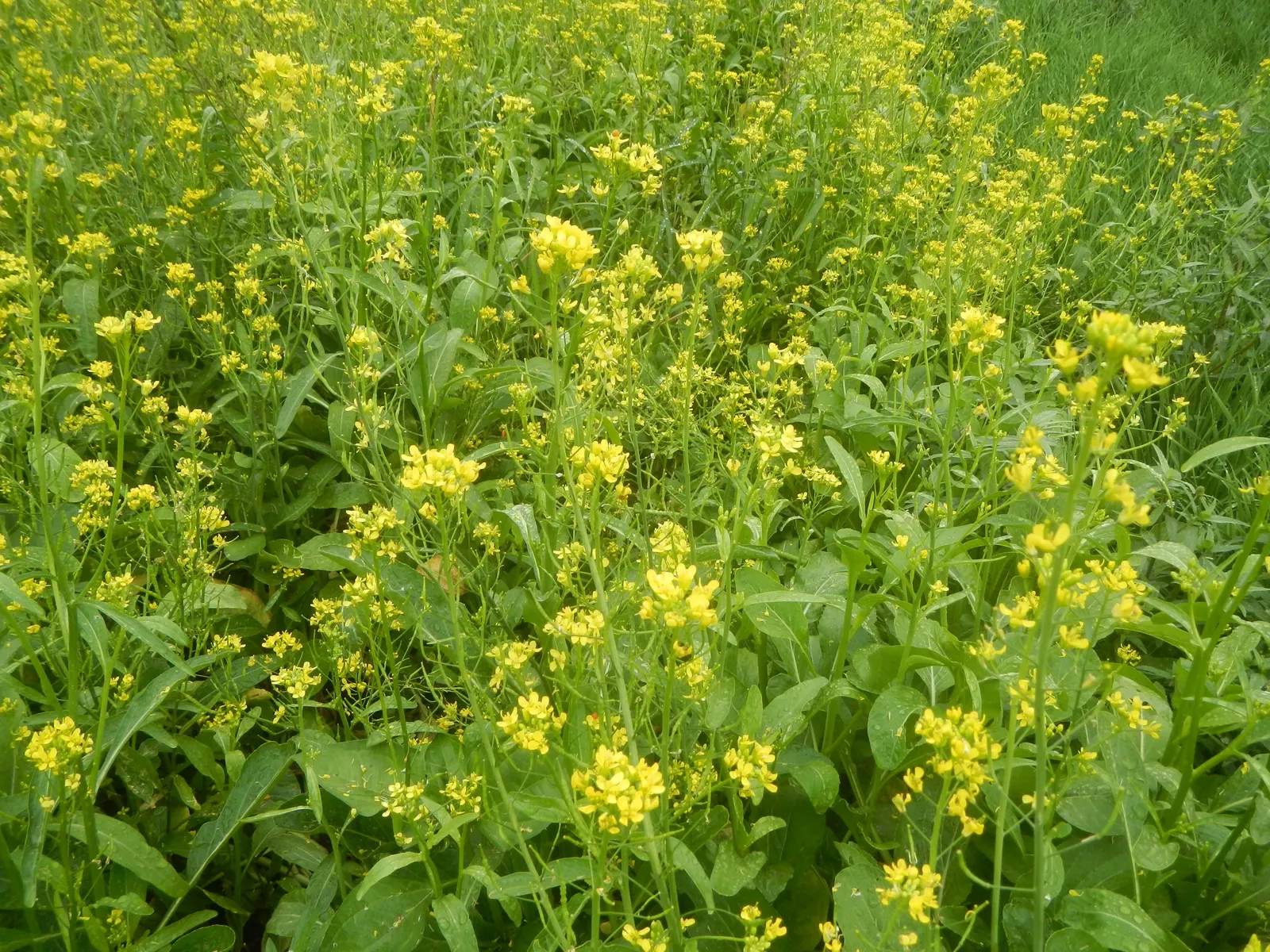 Flowering Cabbage (Brassica Oleracea ''Flowering Cabbage') — rosette-forming leaves which boldly showcase colors ranging from deep purples to creamy whites