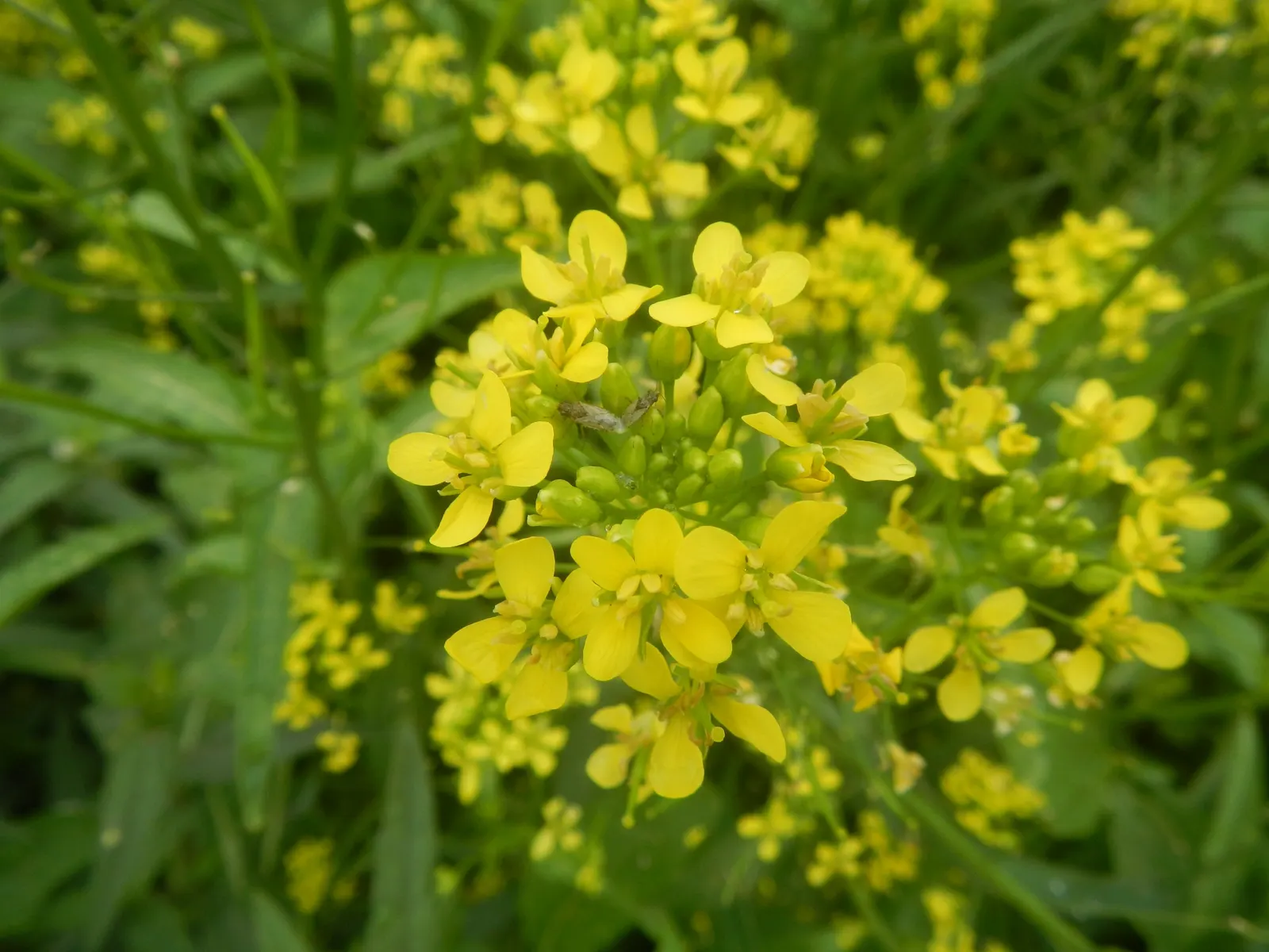 Flowering Cabbage (Brassica Oleracea ''Flowering Cabbage') — Plant in well-draining soil and space 12-18 inches apart for a full, vibrant ground, image 111