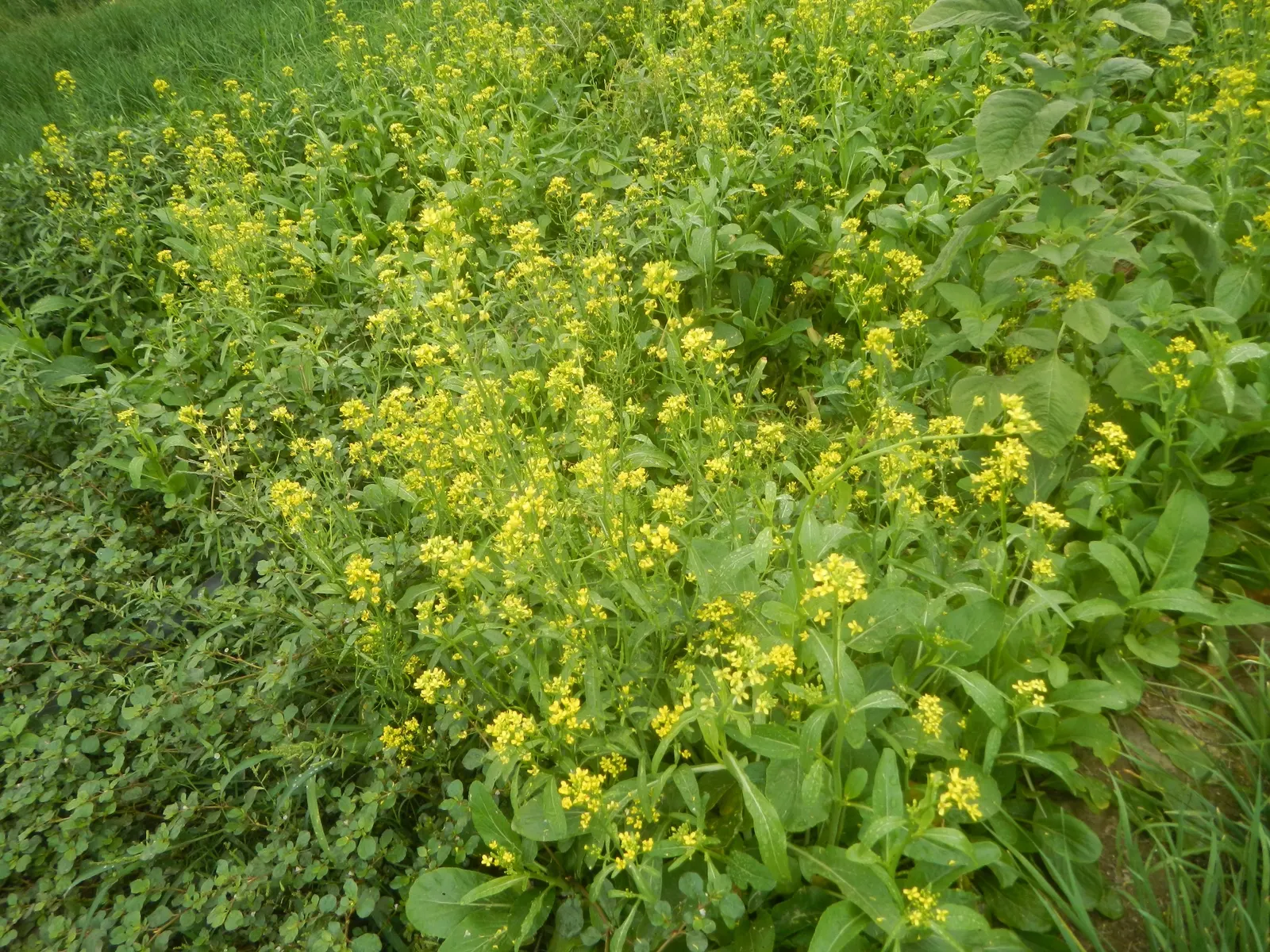 Flowering Cabbage (Brassica Oleracea ''Flowering Cabbage') — this variety typically does not form a head but rather sprouts broad; is not only a, image 45