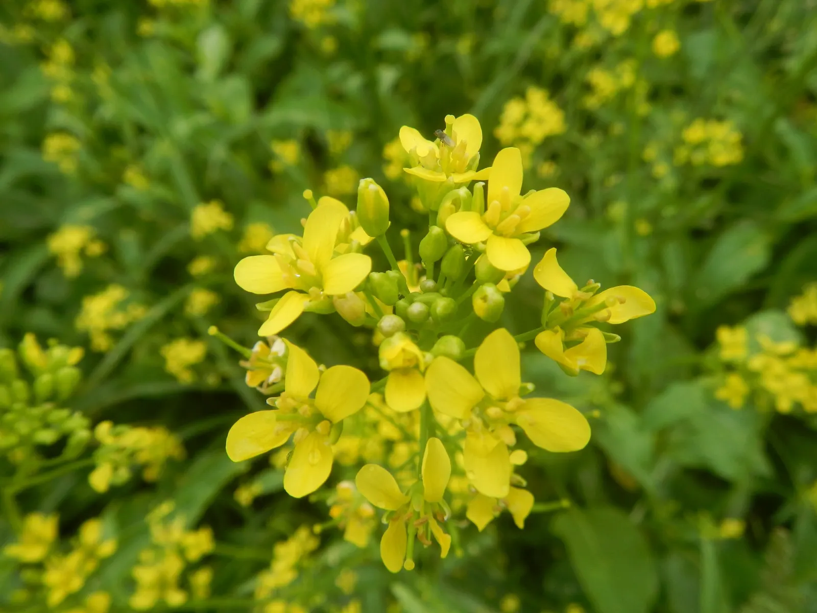 Flowering Cabbage (Brassica Oleracea ''Flowering Cabbage') — Ideal for fall displays, it maintains color in temperatures as low as 5&deg;F; the leaf rosettes