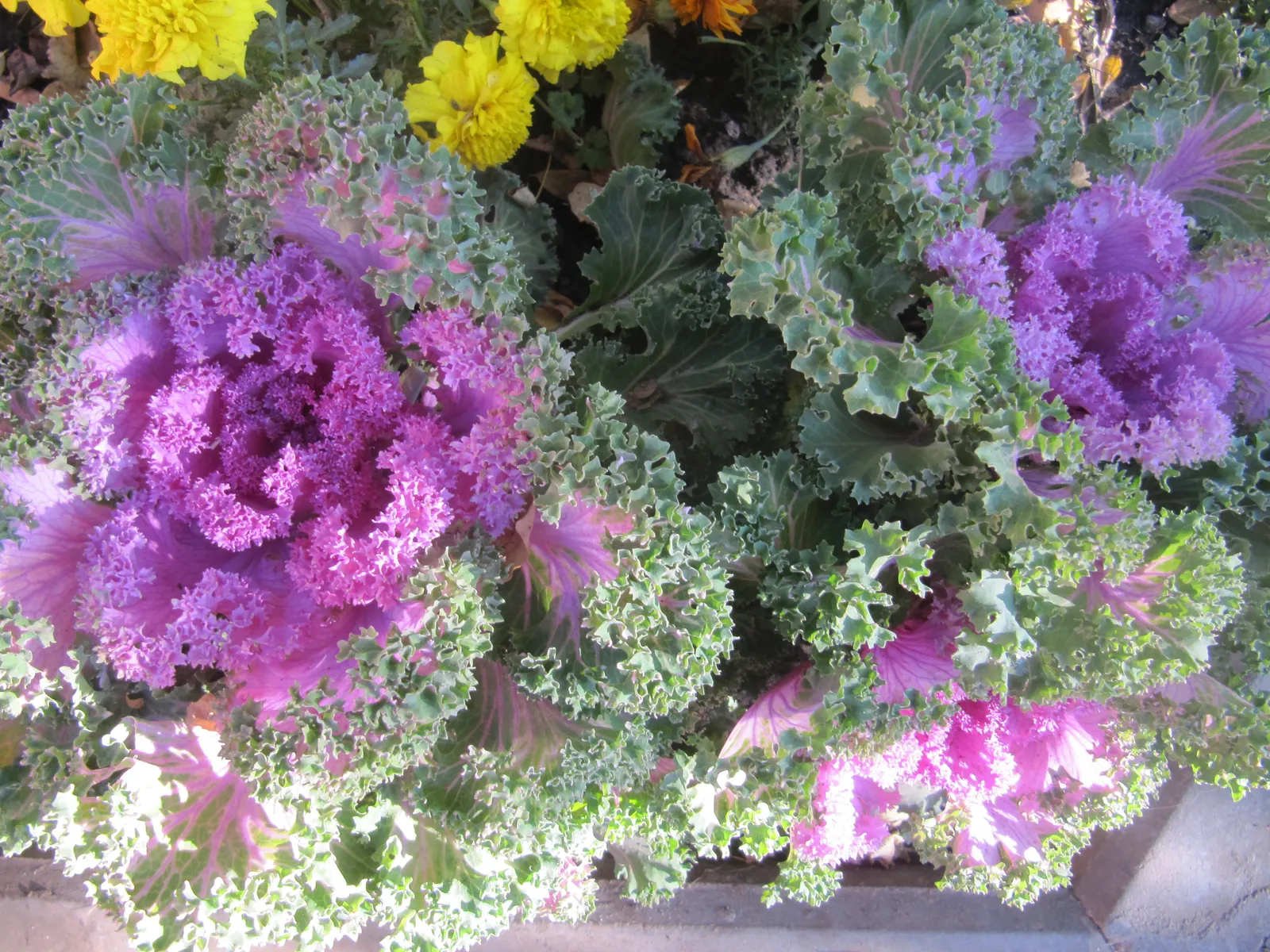 Flowering Cabbage (Brassica Oleracea ''Flowering Cabbage') — This hardy biennial thrives in full to partial sunlight and reaches up to 12-18 inches, image 73