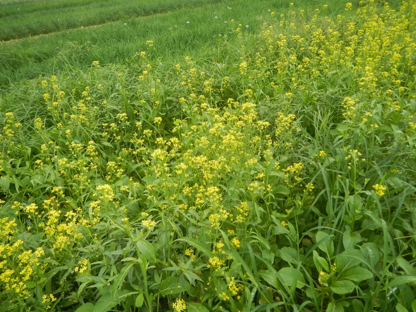 Flowering Cabbage (Brassica Oleracea ''Flowering Cabbage') — The leaf rosettes themselves can grow to a height of approximately 12-15 inches