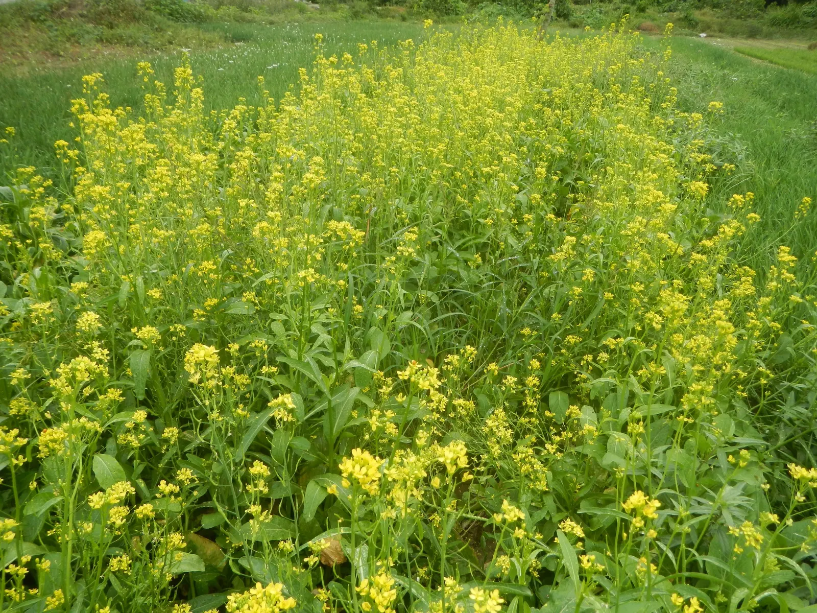 Flowering Cabbage (Brassica Oleracea ''Flowering Cabbage') — Ideal for fall displays, it maintains color in temperatures as low as 5&deg;F