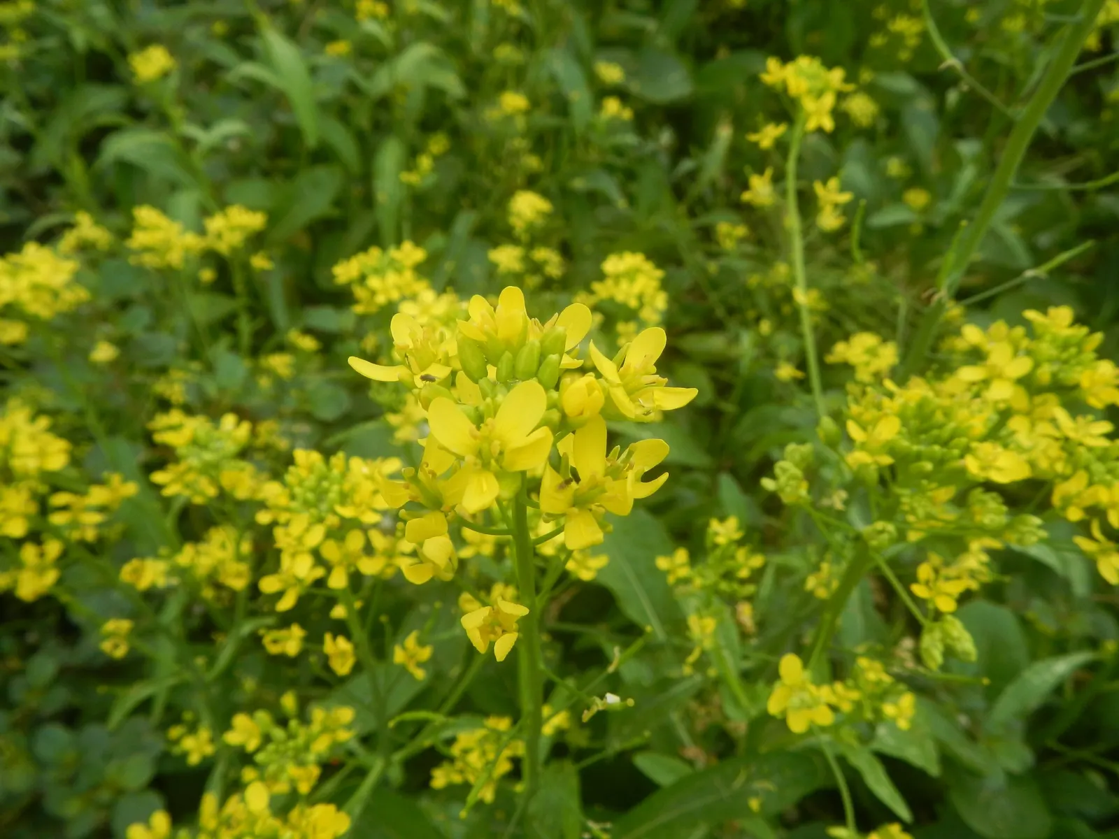 Flowering Cabbage (Brassica Oleracea ''Flowering Cabbage') — is not only a feast for the eyes but also a robust addition to any landscape design, image 78