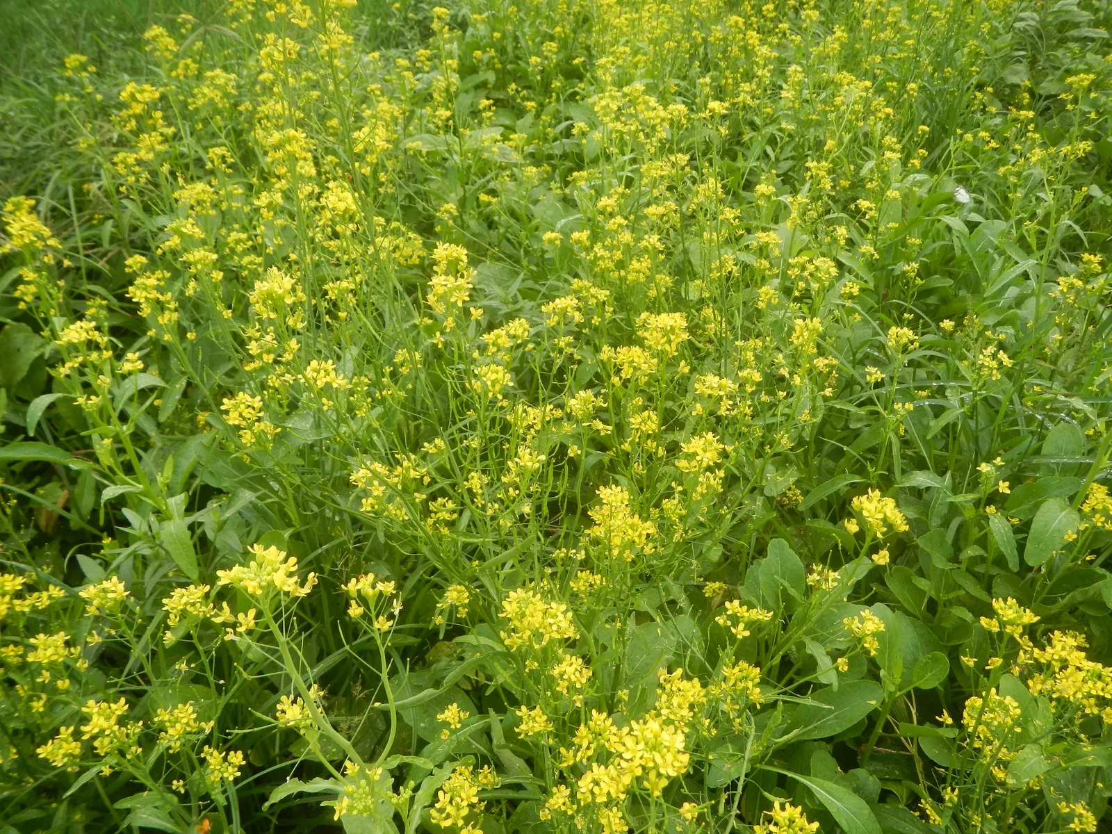 Flowering Cabbage (Brassica Oleracea ''Flowering Cabbage') — and flat leaves that can span up to 12-18 inches in width; as it can enhance its, image 82