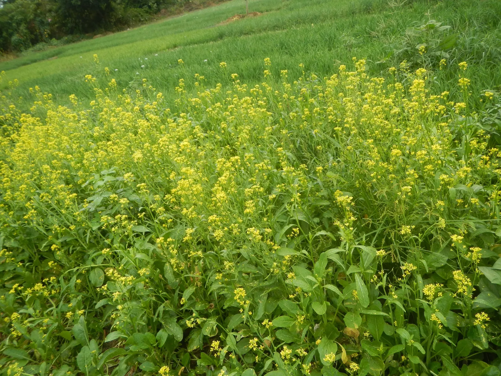 Flowering Cabbage (Brassica Oleracea ''Flowering Cabbage') — Plant in well-draining soil and space 12-18 inches apart for a full, vibrant ground, image 129