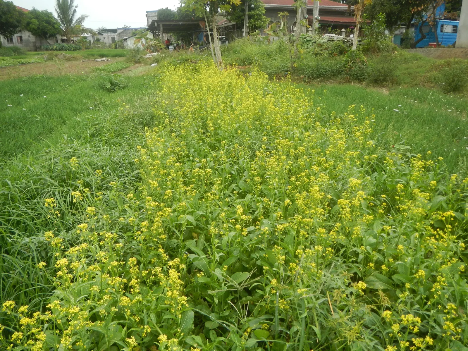 Flowering Cabbage (Brassica Oleracea ''Flowering Cabbage') — and flat leaves that can span up to 12-18 inches in width; as it can enhance its, image 100