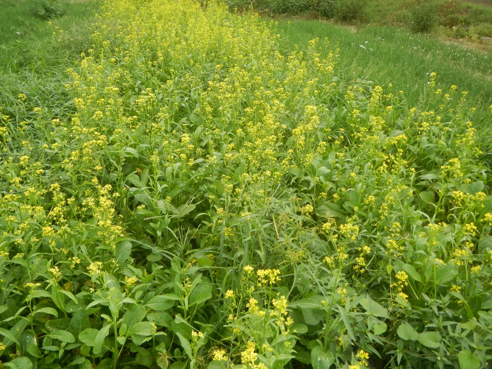 Flowering Cabbage (Brassica Oleracea ''Flowering Cabbage') — The Brassica oleracea 'Flowering Cabbage'; rosette-forming leaves which boldly, image 112
