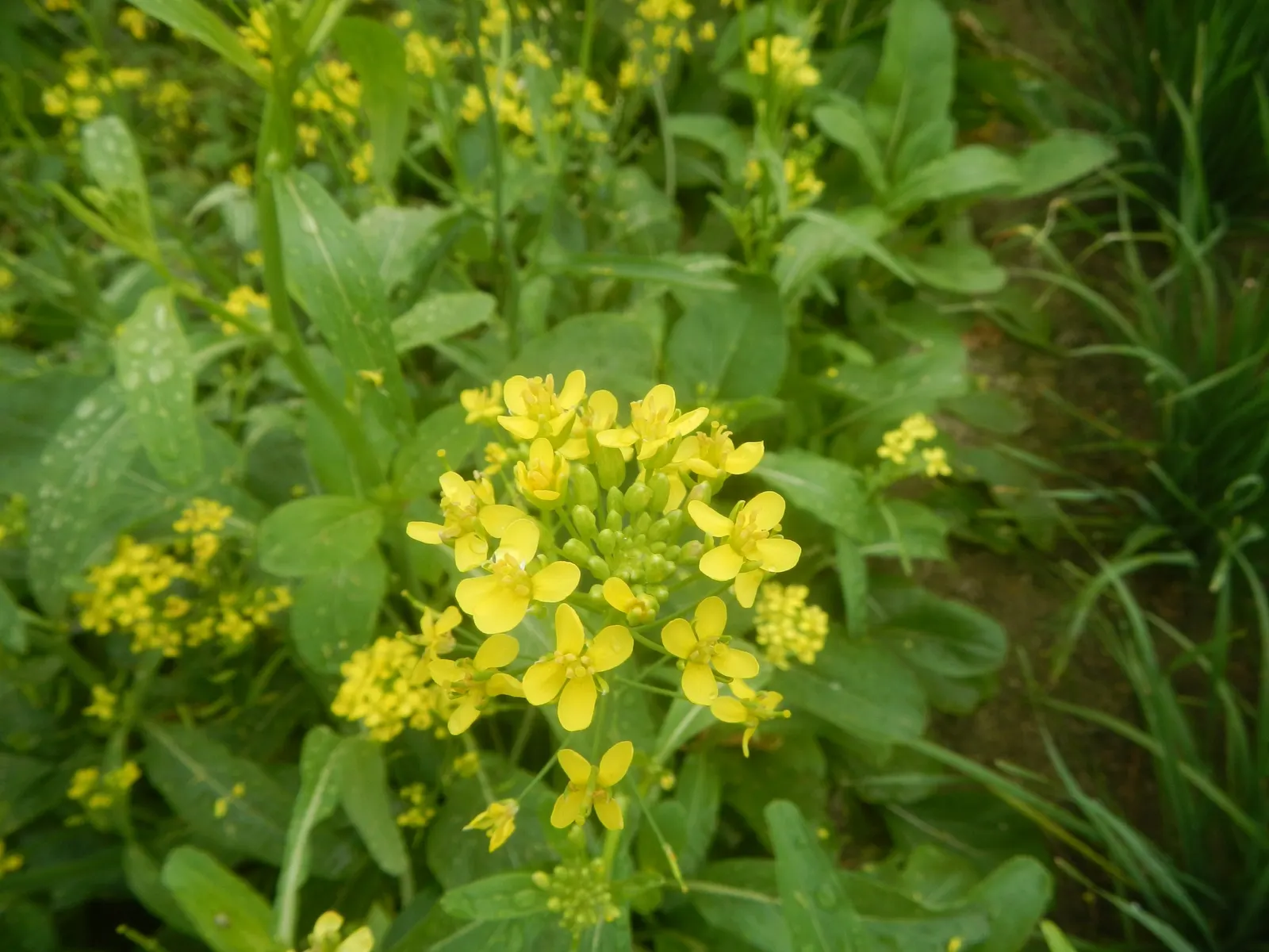 Flowering Cabbage (Brassica Oleracea ''Flowering Cabbage') — this variety typically does not form a head but rather sprouts broad; is not only a, image 117
