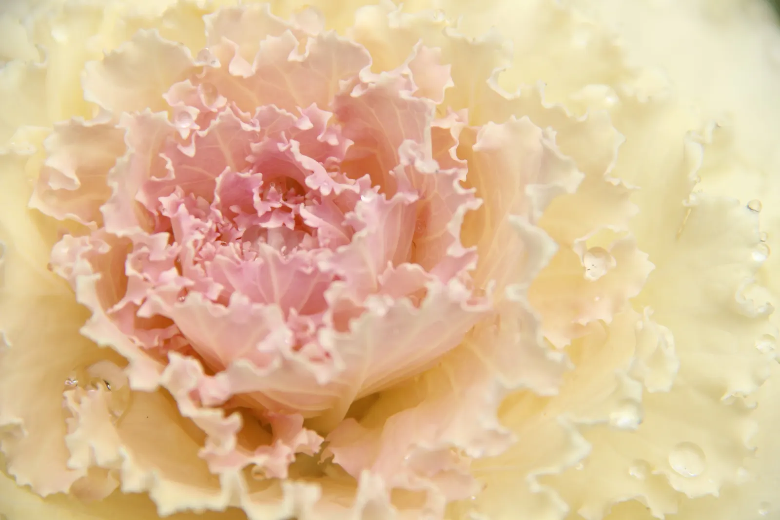 Flowering Cabbage (Brassica Oleracea ''Flowering Cabbage') — The Brassica oleracea 'Flowering Cabbage'; rosette-forming leaves which boldly showcase colors