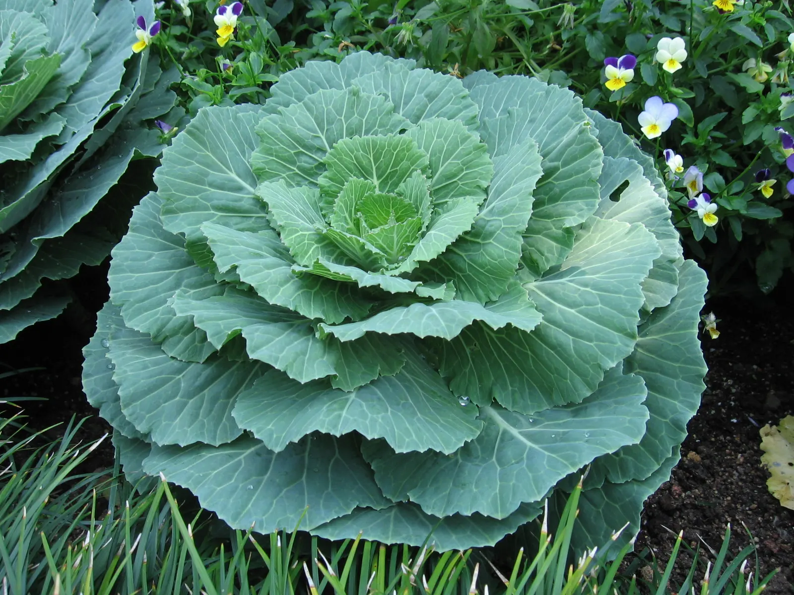 Flowering Cabbage (Brassica Oleracea ''Flowering Cabbage') — it's essential to ensure ample space for growth; this hardy biennial thrives in full, image 52