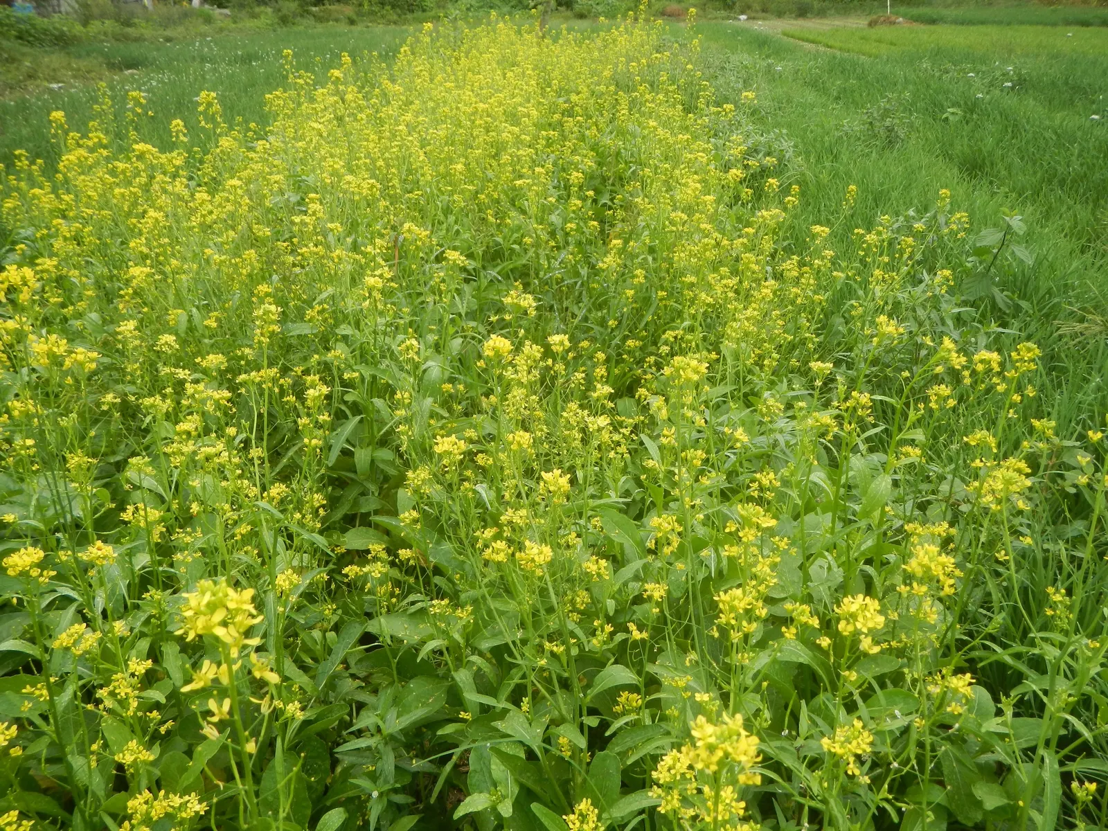 Flowering Cabbage (Brassica Oleracea ''Flowering Cabbage') — Ideal for fall displays, it maintains color in temperatures as low as 5°F; the, image 56