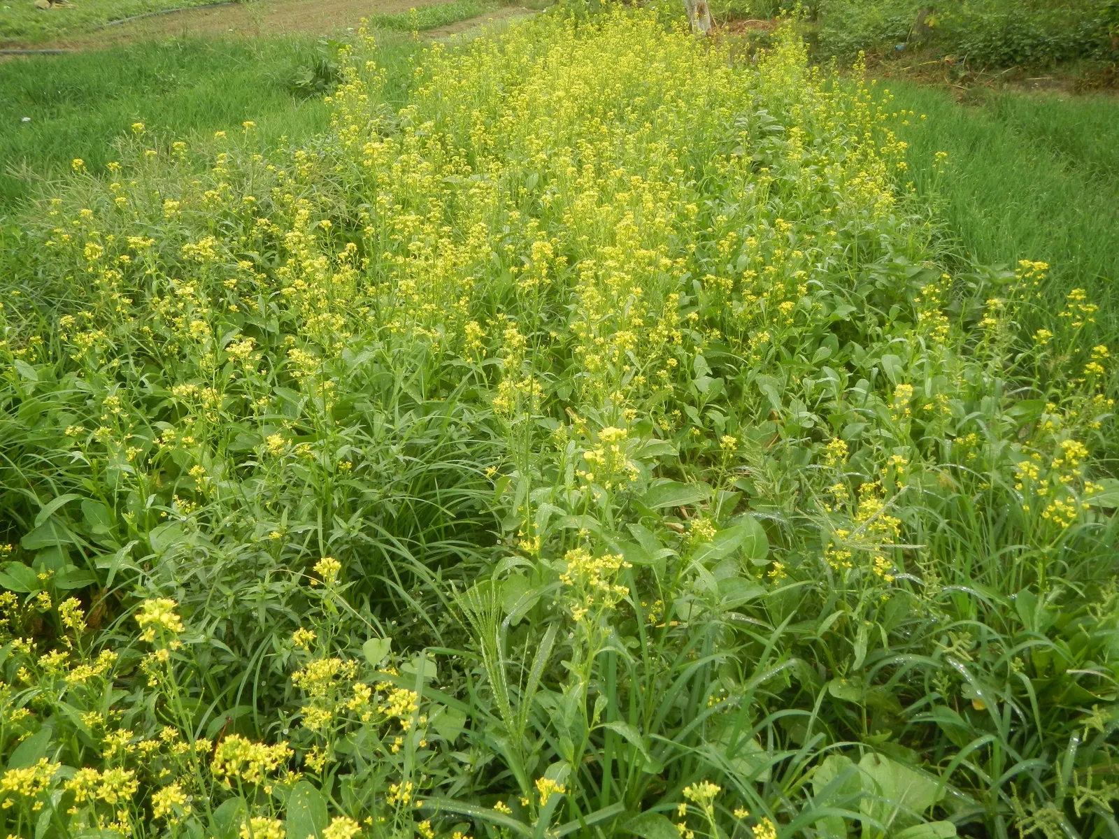 Flowering Cabbage (Brassica Oleracea ''Flowering Cabbage') — annual for half; periodic removal of older outer leaves is recommended to maintain its lush and