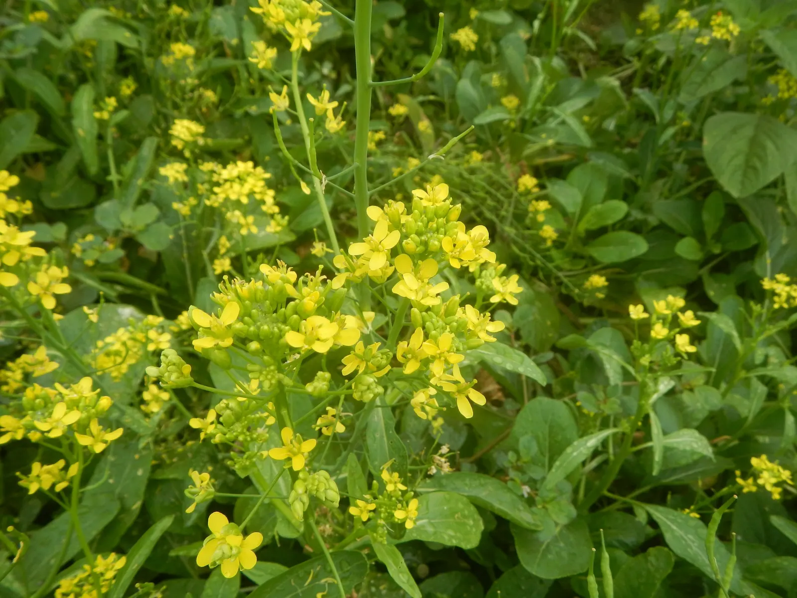 Flowering Cabbage (Brassica Oleracea ''Flowering Cabbage') — Plant in well-draining soil and space 12-18 inches apart for a full, vibrant ground, image 21