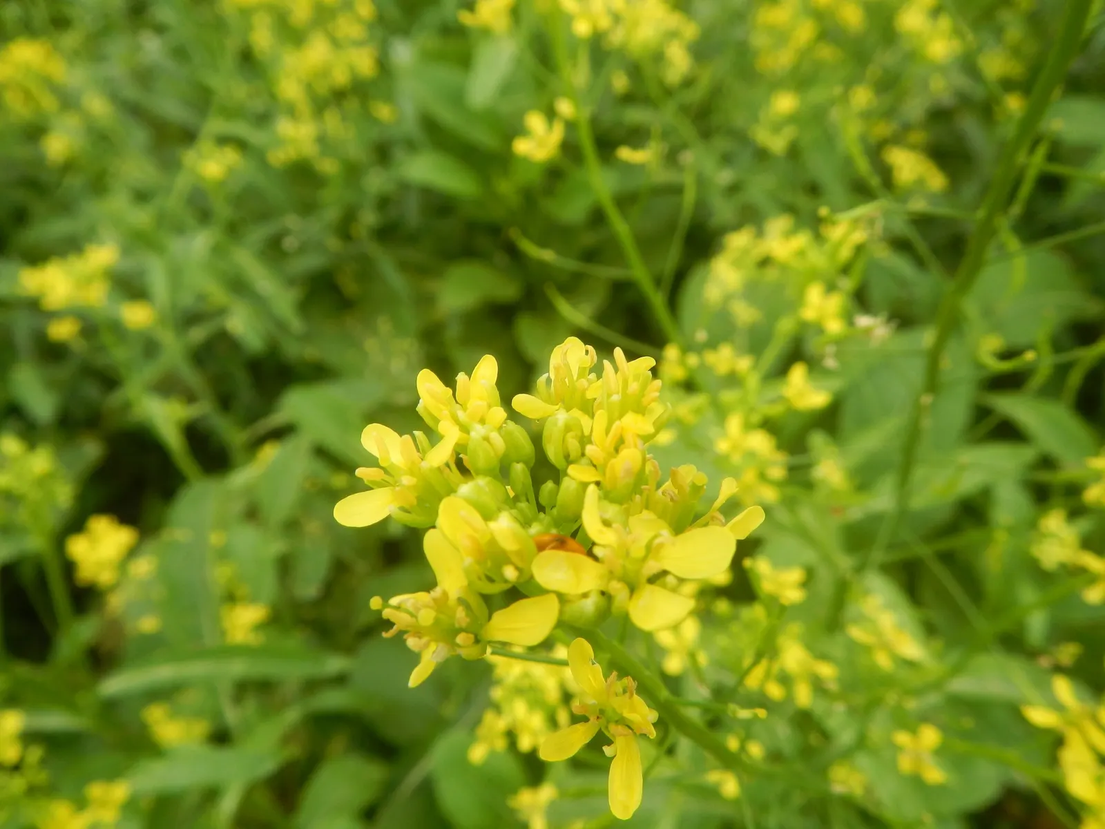 Flowering Cabbage (Brassica Oleracea ''Flowering Cabbage') — as it can enhance its coloration in response to light frosts; it's essential to ensure, image 49