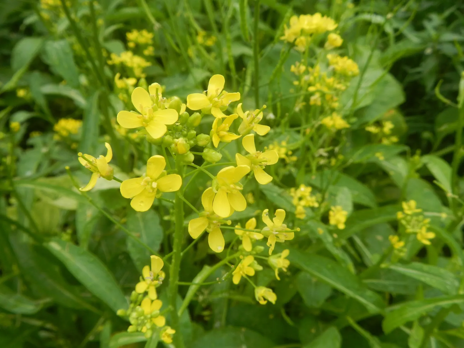 Flowering Cabbage (Brassica Oleracea ''Flowering Cabbage') — is not only a feast for the eyes but also a robust addition to any landscape design, image 60