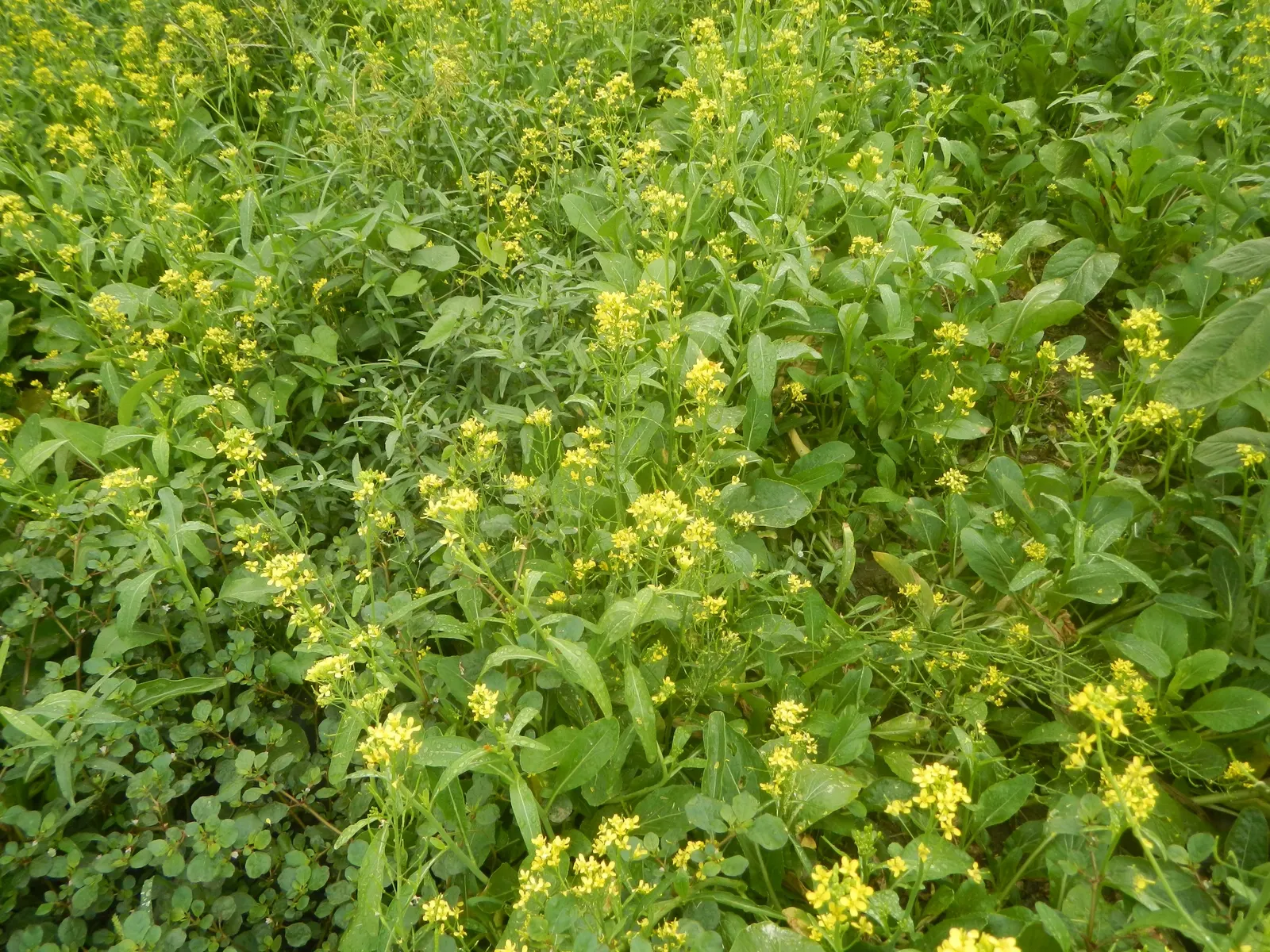 Flowering Cabbage (Brassica Oleracea ''Flowering Cabbage') — rosette-forming leaves which boldly showcase colors ranging from deep purples to, image 97