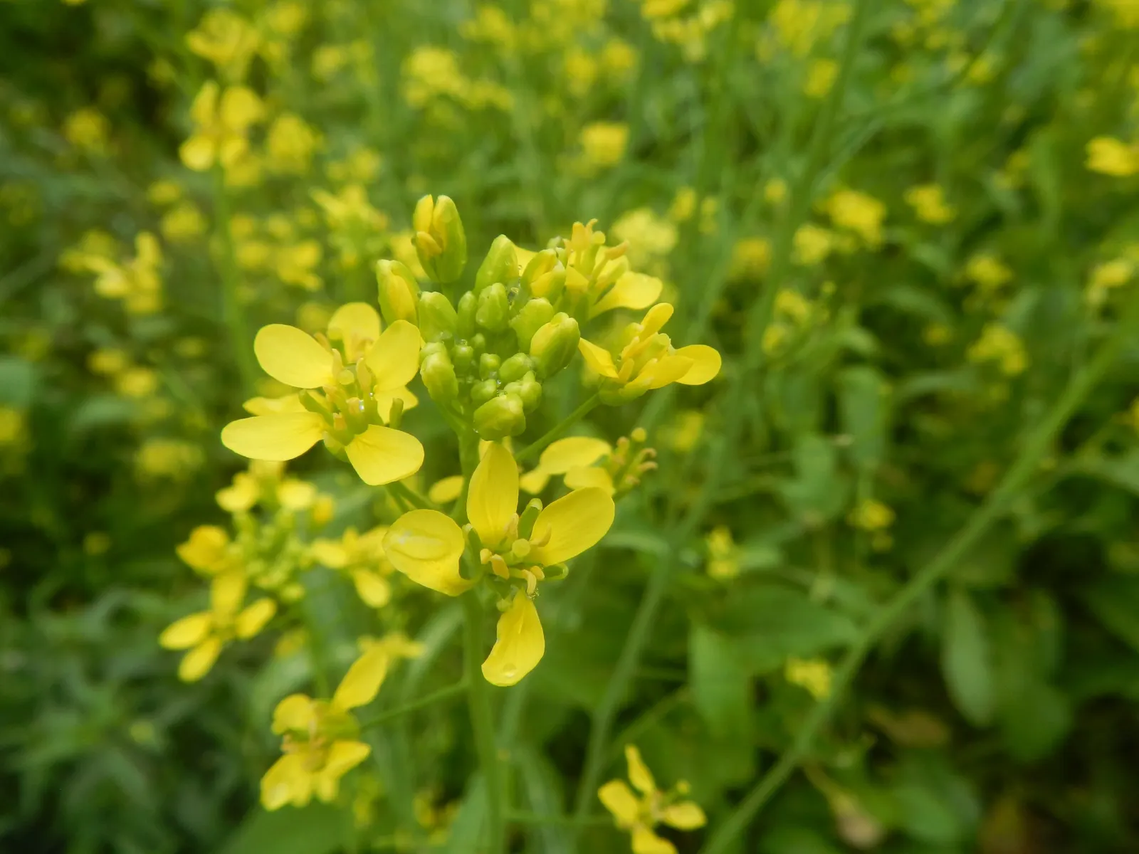 Flowering Cabbage (Brassica Oleracea ''Flowering Cabbage') — The leaf rosettes themselves can grow to a height of approximately 12-15 inches; ideal, image 101