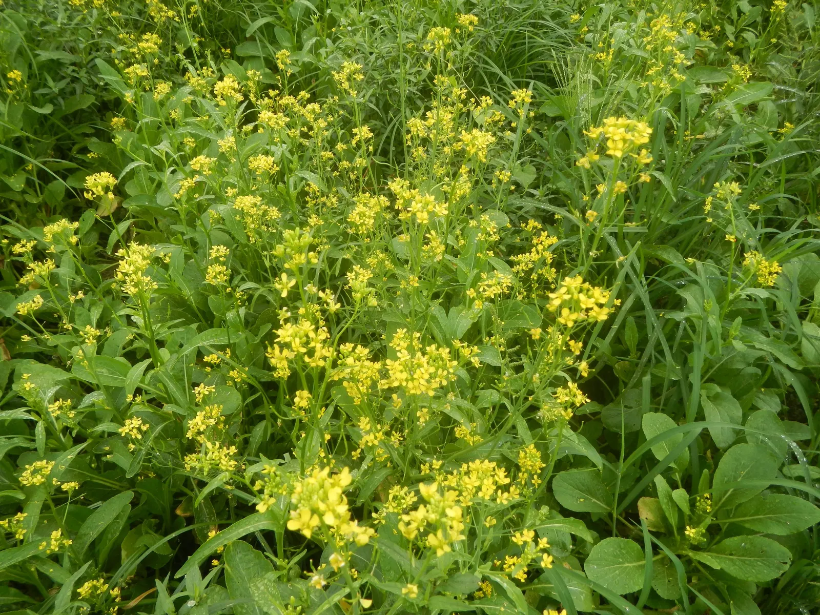 Flowering Cabbage (Brassica Oleracea ''Flowering Cabbage') — but for optimum appearance; often gracing gardens with its ornamental foliage, image 122