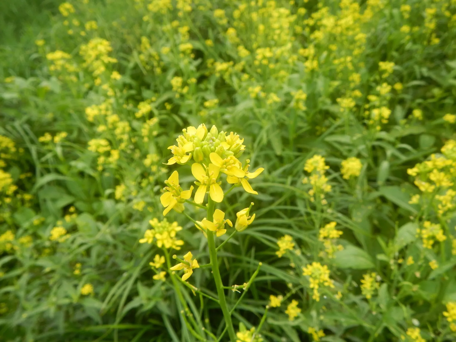 Flowering Cabbage (Brassica Oleracea ''Flowering Cabbage') — The leaf rosettes themselves can grow to a height of approximately 12-15 inches; ideal for fall