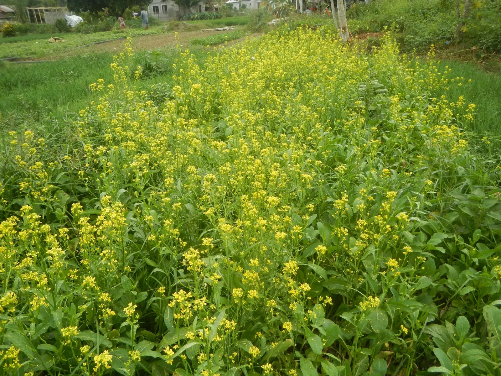 Flowering Cabbage (Brassica Oleracea ''Flowering Cabbage') — This hardy biennial thrives in full to partial sunlight and reaches up to 12-18 inches, image 127