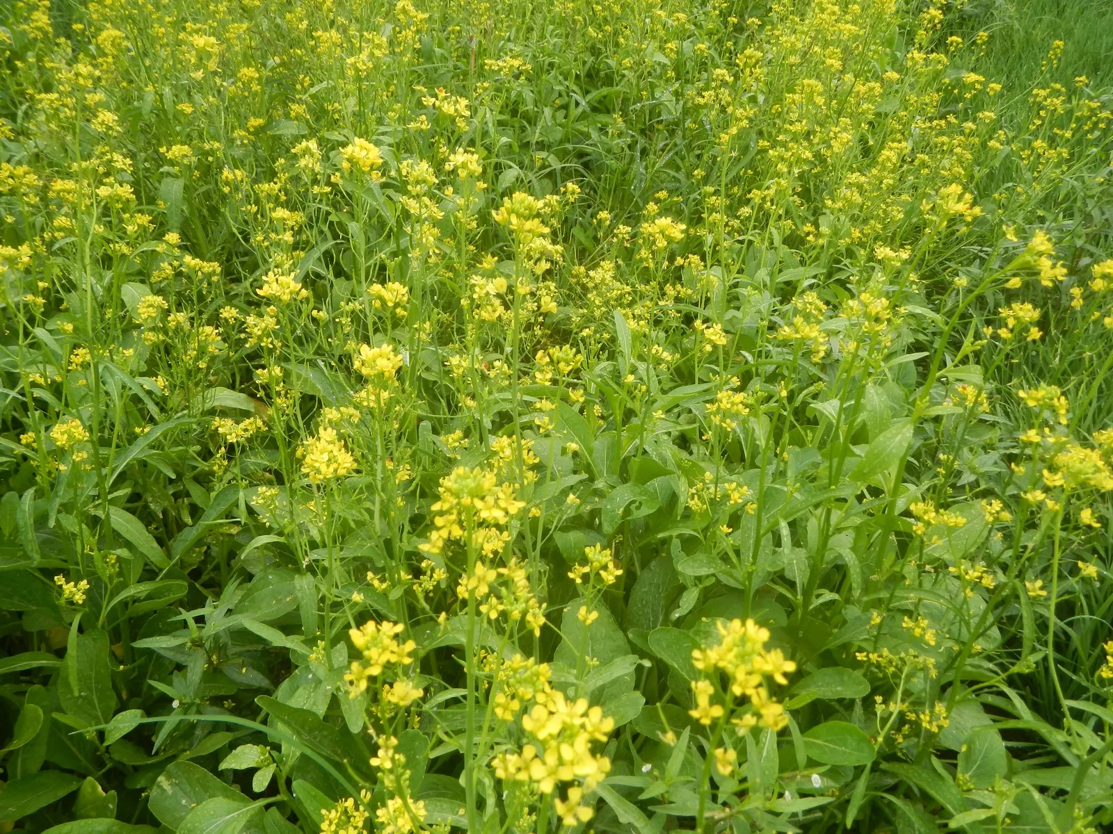 Flowering Cabbage (Brassica Oleracea ''Flowering Cabbage') — as it can enhance its coloration in response to light frosts; it's essential to ensure, image 67